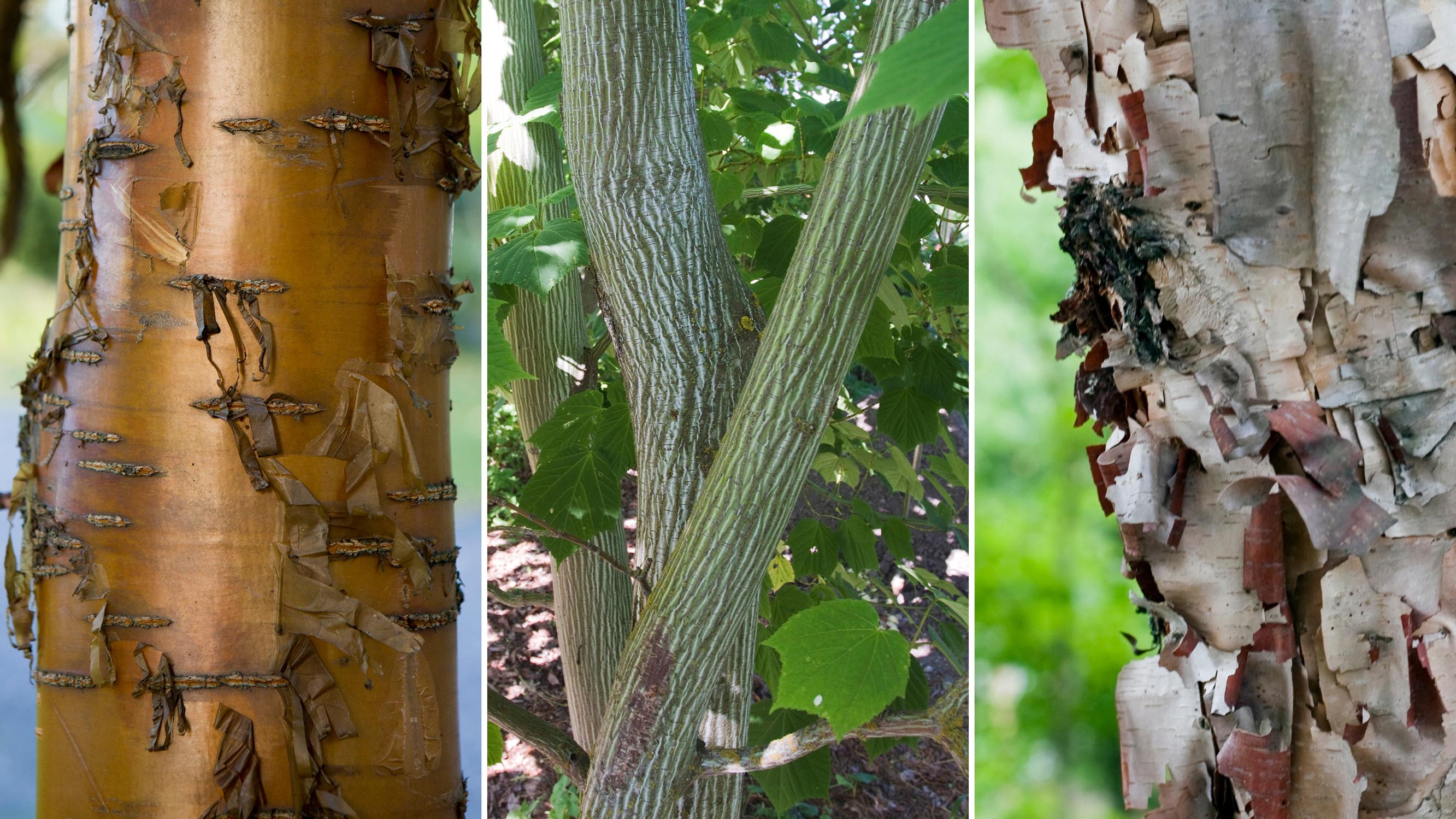 Koska talvi on pitkä, pihaan kannattaa valita puita, joilla on kaunis kaarna – nämä 6 puuta ihastuttavat myös lehdettöminä