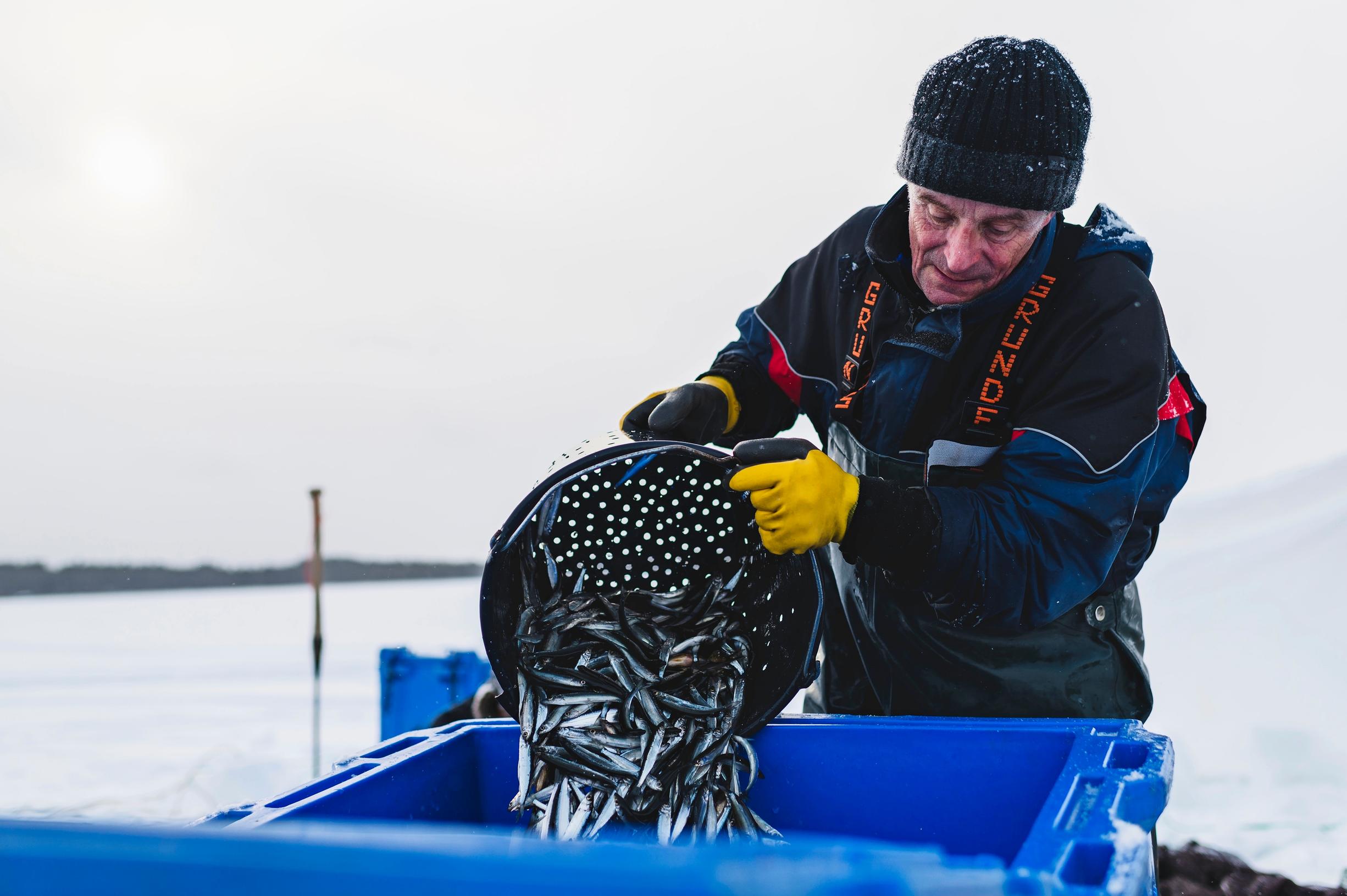 Pentti Koski kaataa muikkuja säilytysastiaan