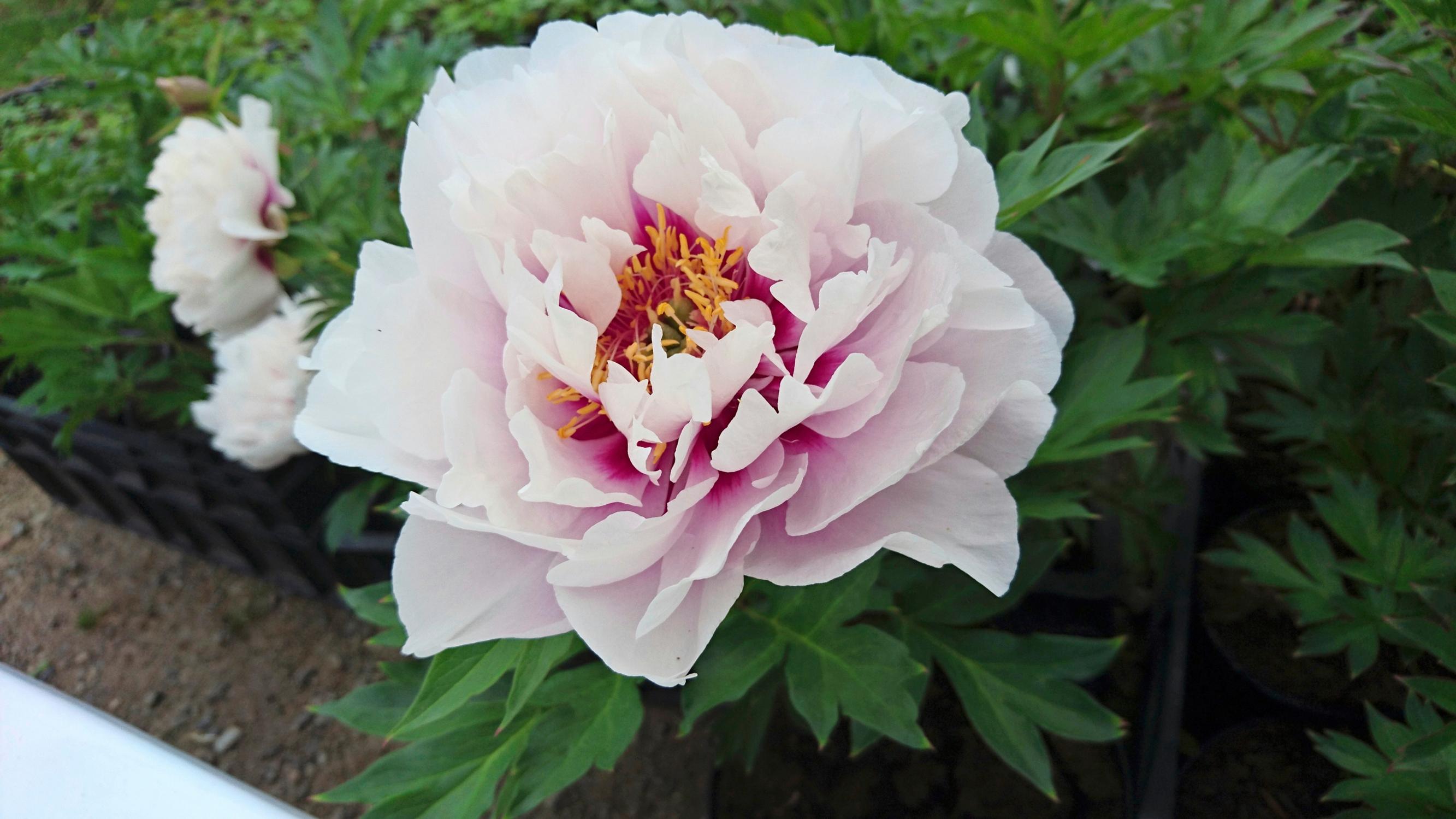 Itoh-pioni 'Cora Louise'