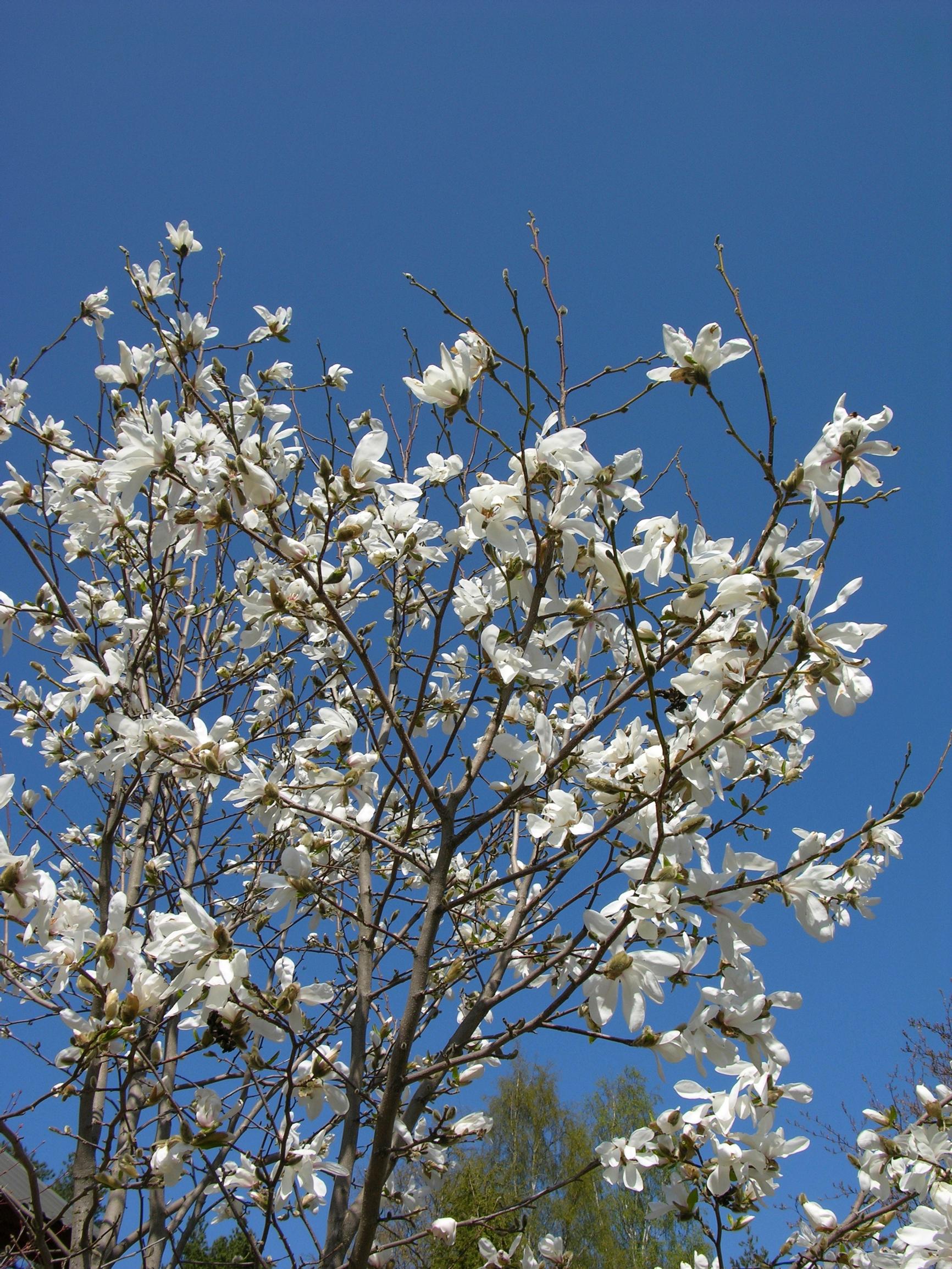 Magnolia 'Vanha Rouva'