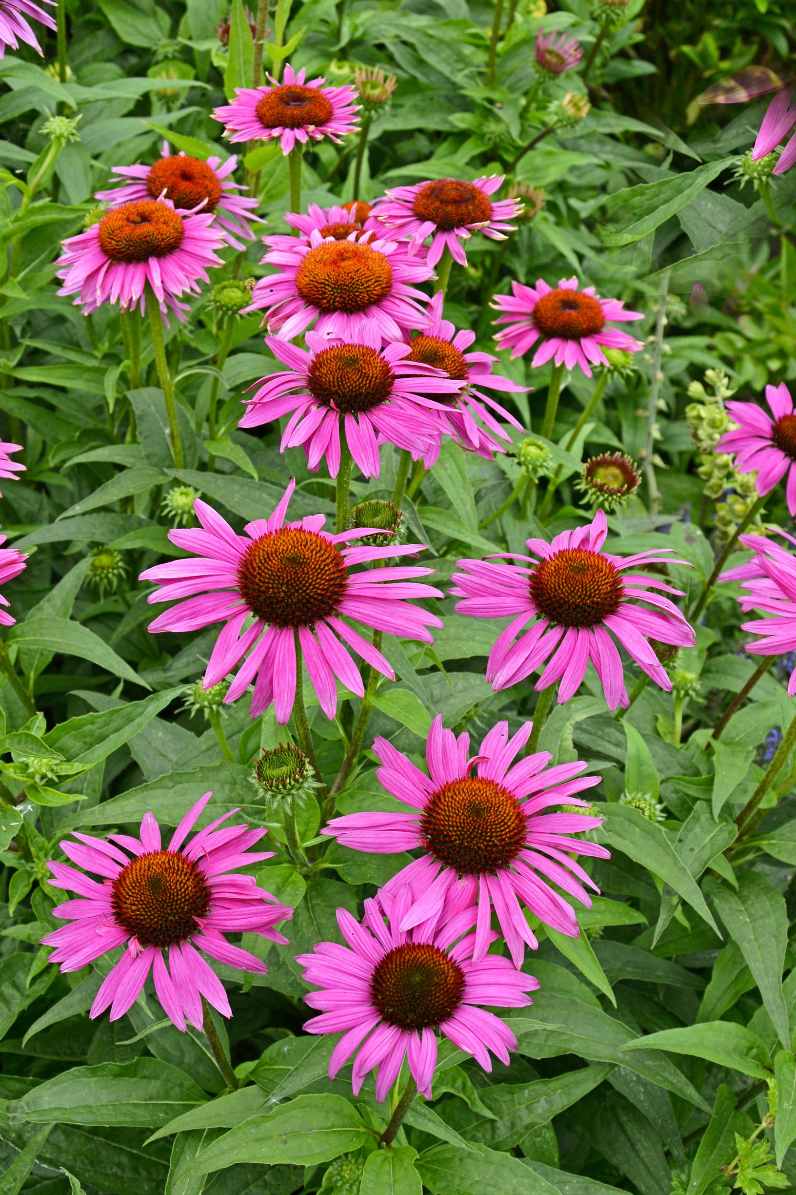 Punahattu 'Fatal Attraction' Echinacea purpurea