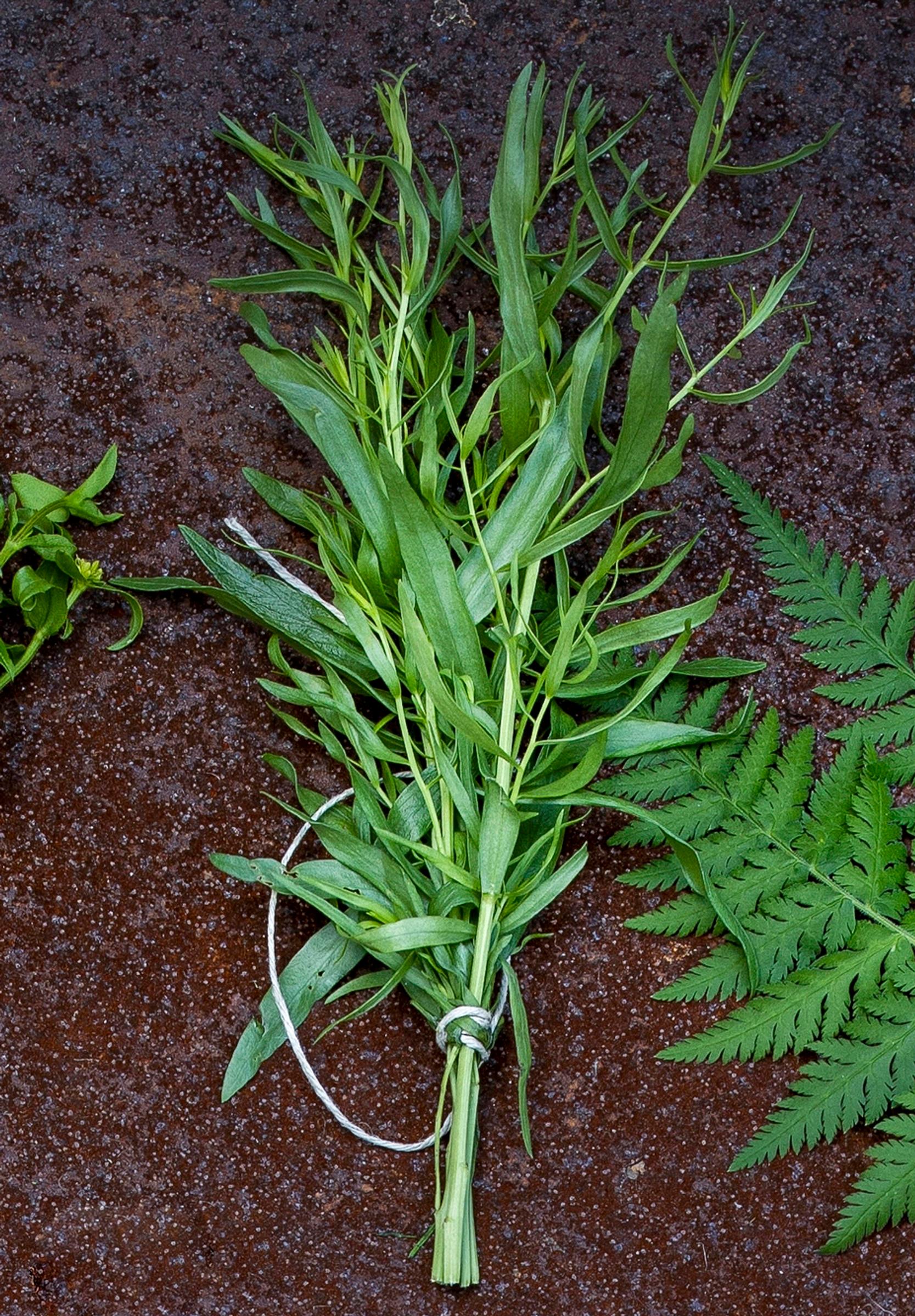 Ranskanrakuuna ’French Tarragon’