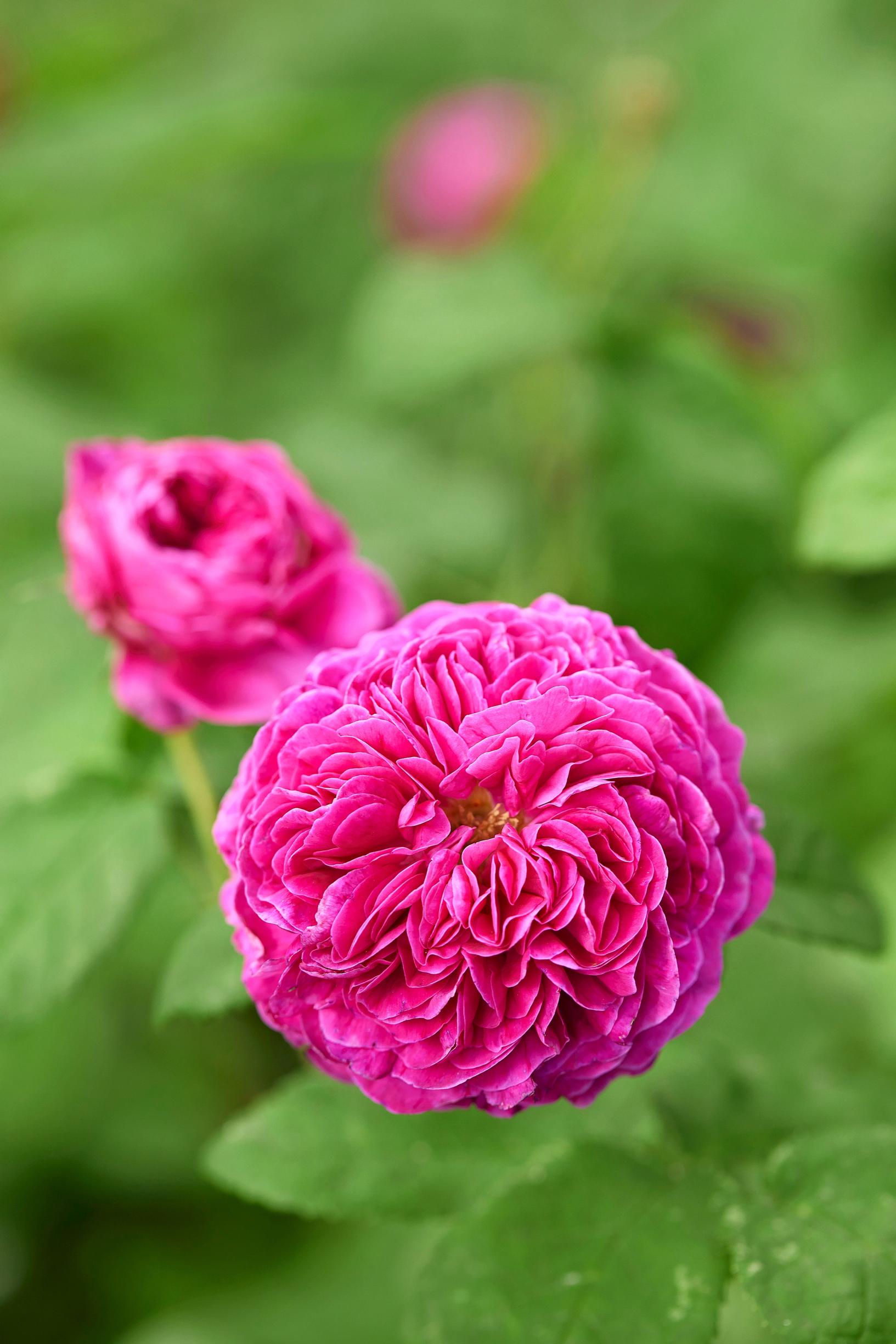 Syysdamaskonruusu ’Rose de Rescht’ on matala, tiiviskasvuinen lajike vuodelta 1840. 