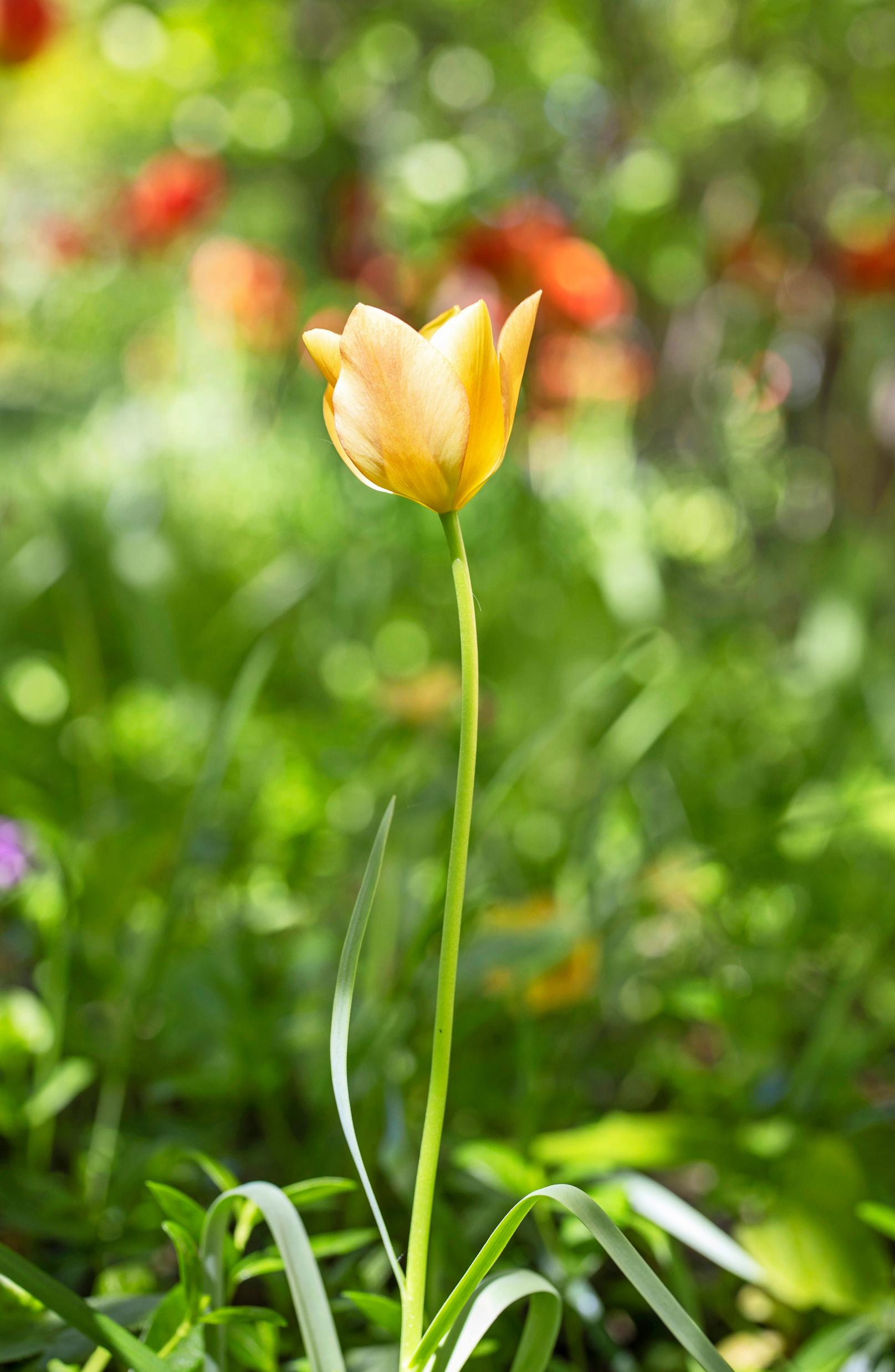 luonnontulppaanit: buharantulppaani