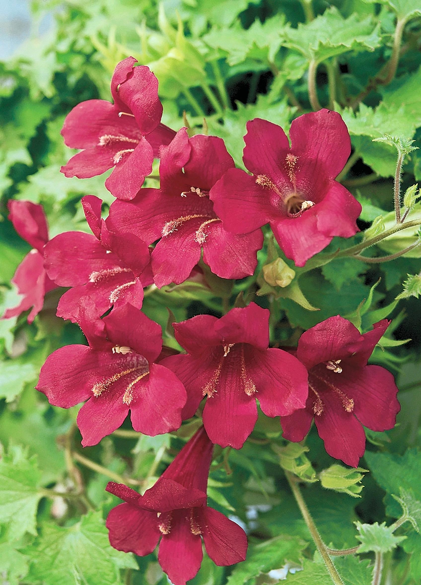 punavaula ’Wine Red’