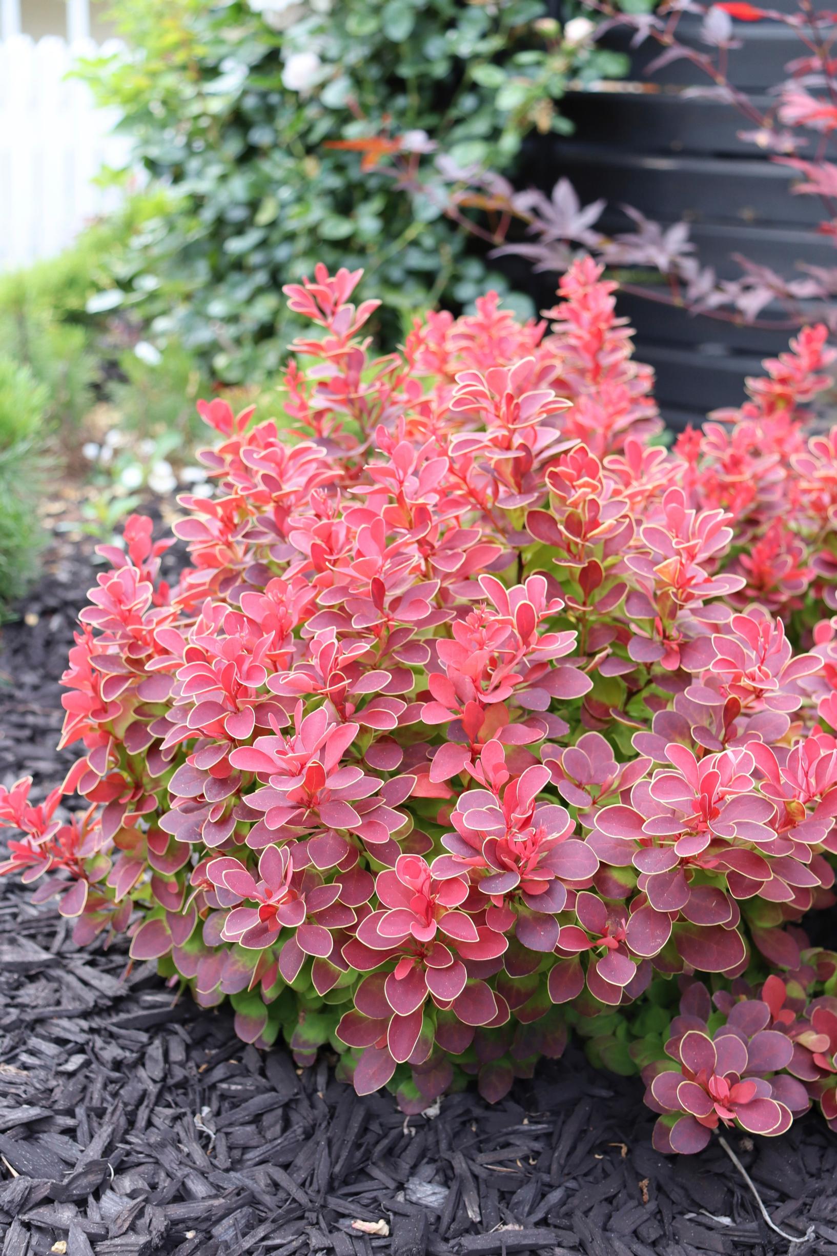 Purppurahappomarja ’Ruby Star’