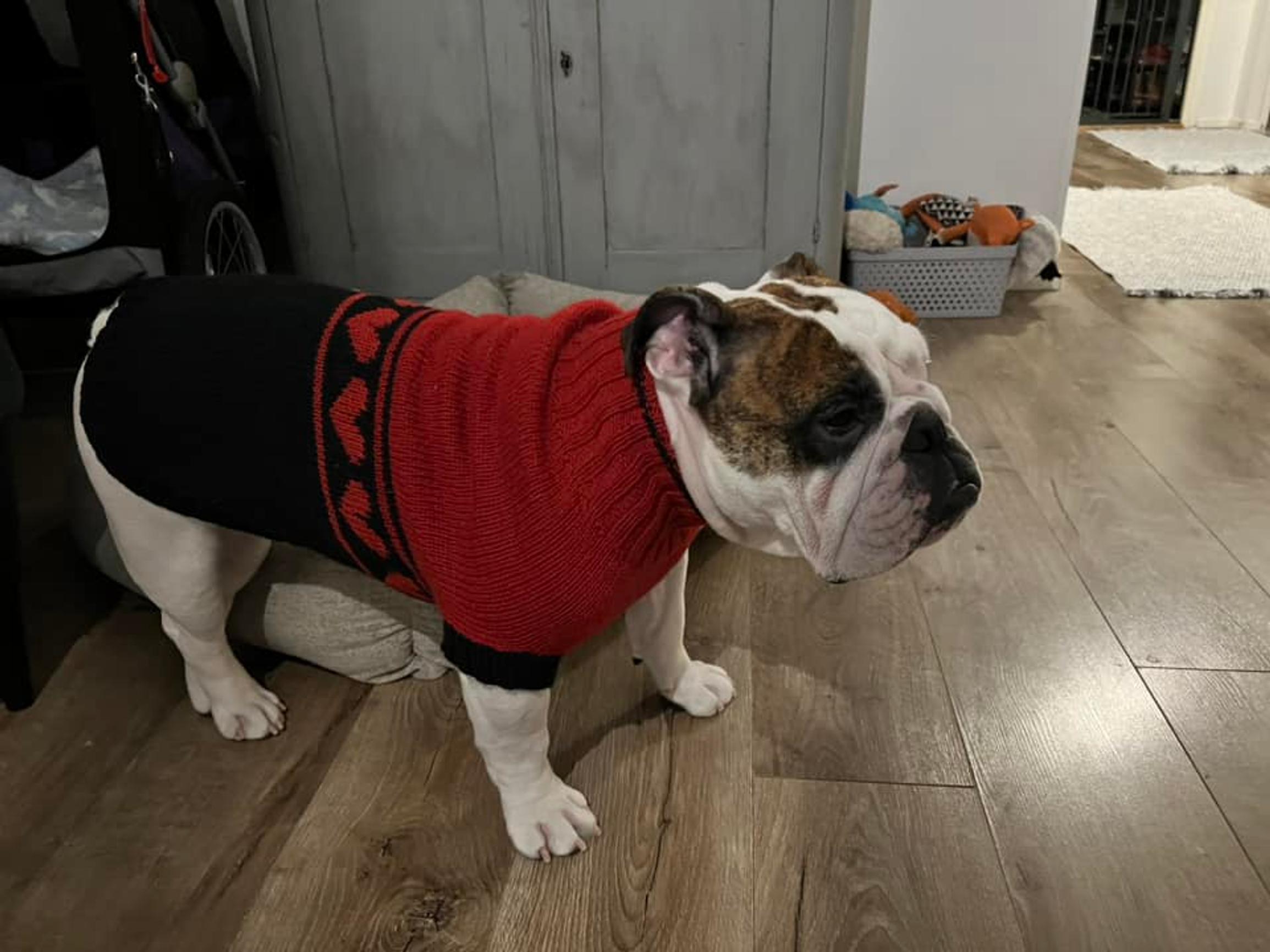 Englanninbulldoggi Bella Jussi-paidassa