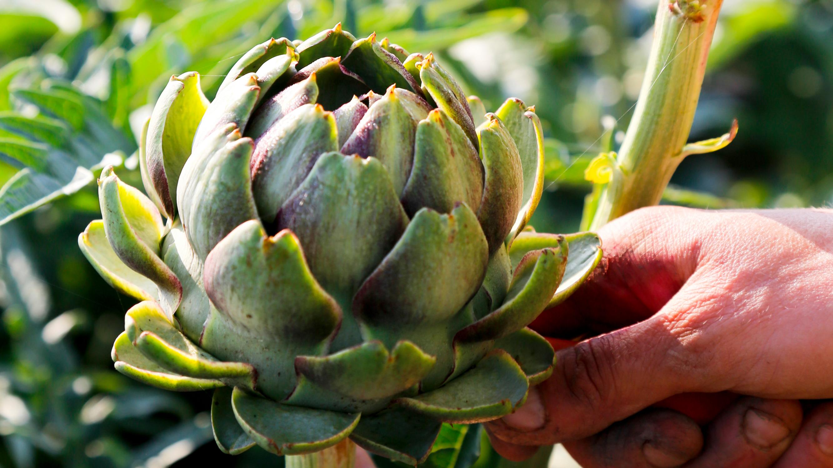 Artisokan kasvatus maassa ja ruukussa – näin saat satoa latva-artisokasta ja kardonista! Kokeile myös talvetusta