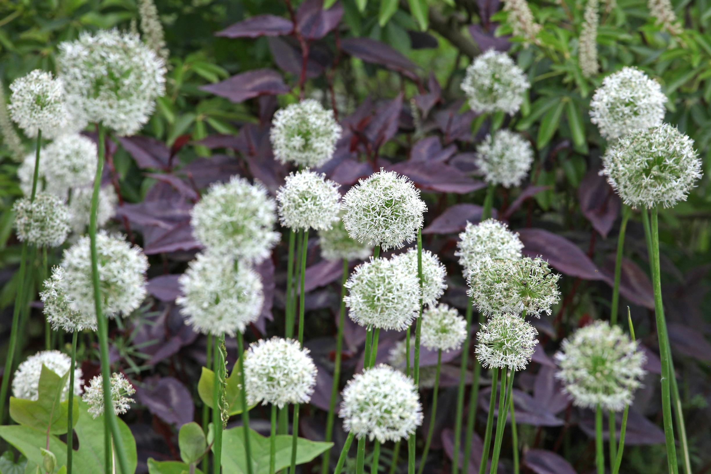 Sorjalaukka ’Mount Everest’