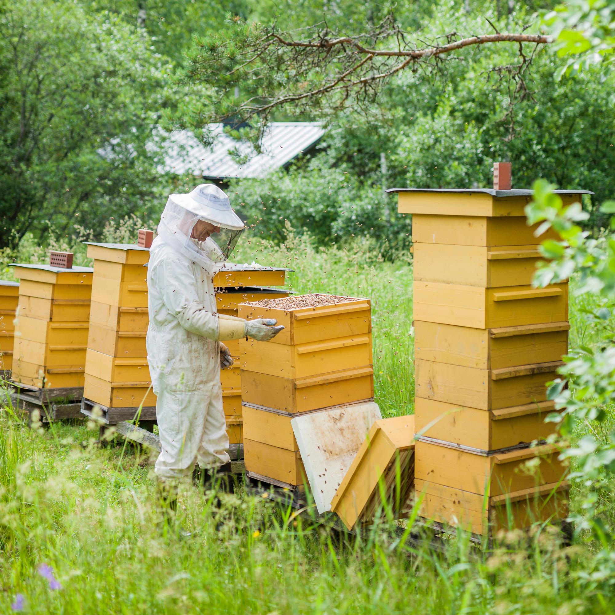 Mehiläistarhaus tutustuttaa pölyttäjien kiehtovaan maailmaan – näin mehiläispesä toimii ja vinkit tarhauksen aloittamiseen
