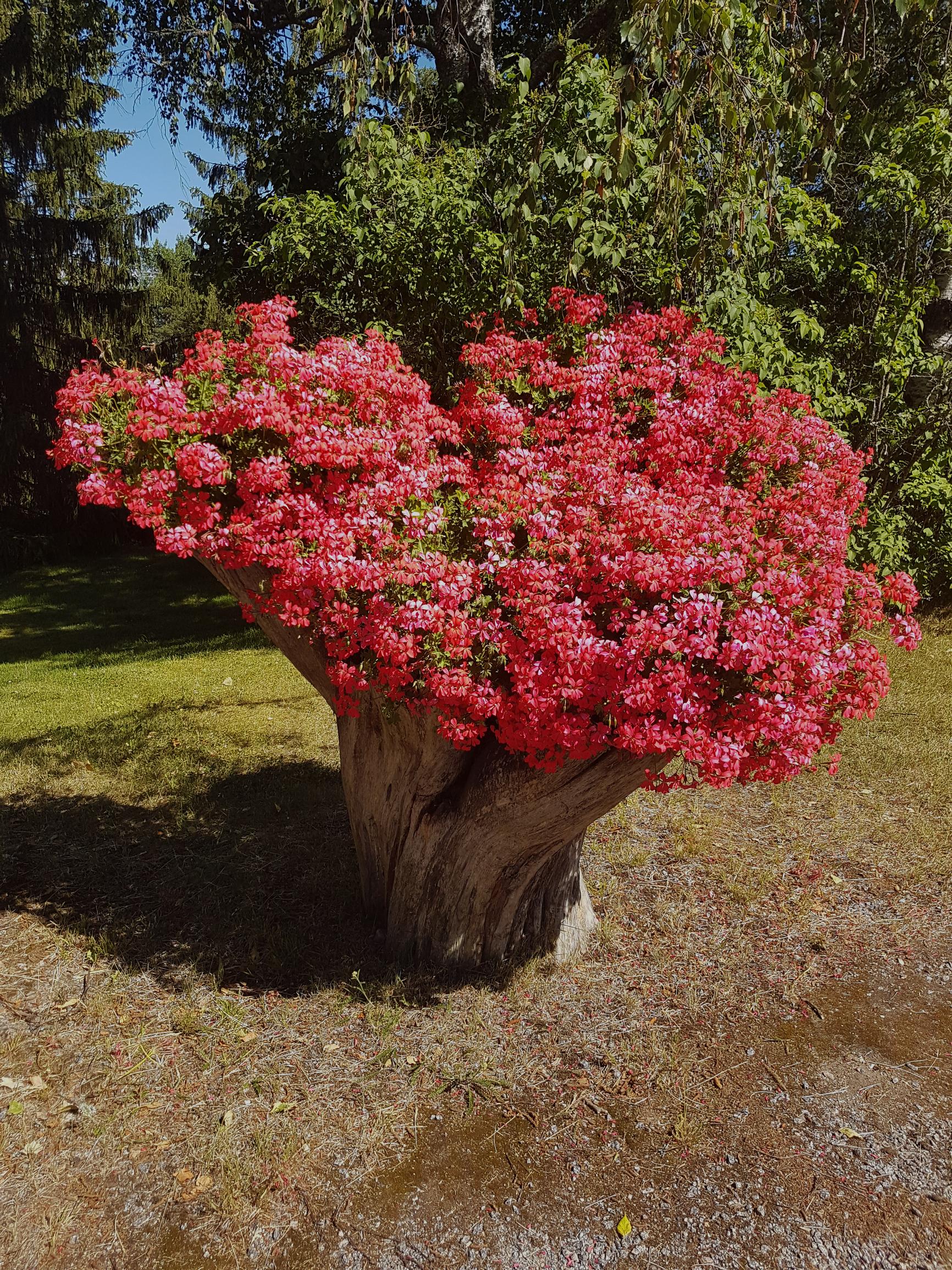 Pelargonipuu