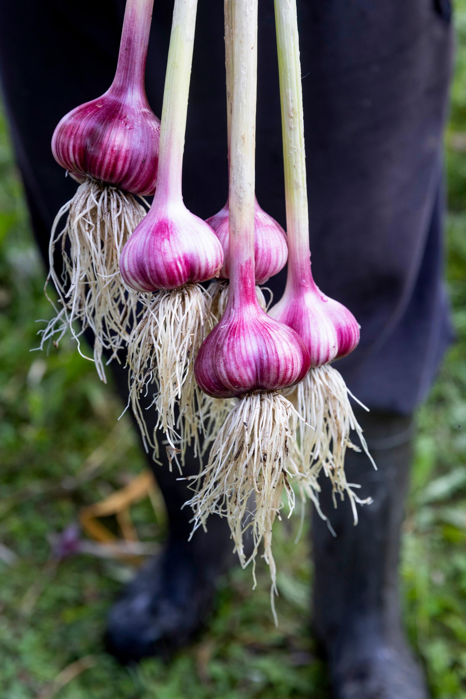 Valkosipuli 'Havran', kynsilaukka