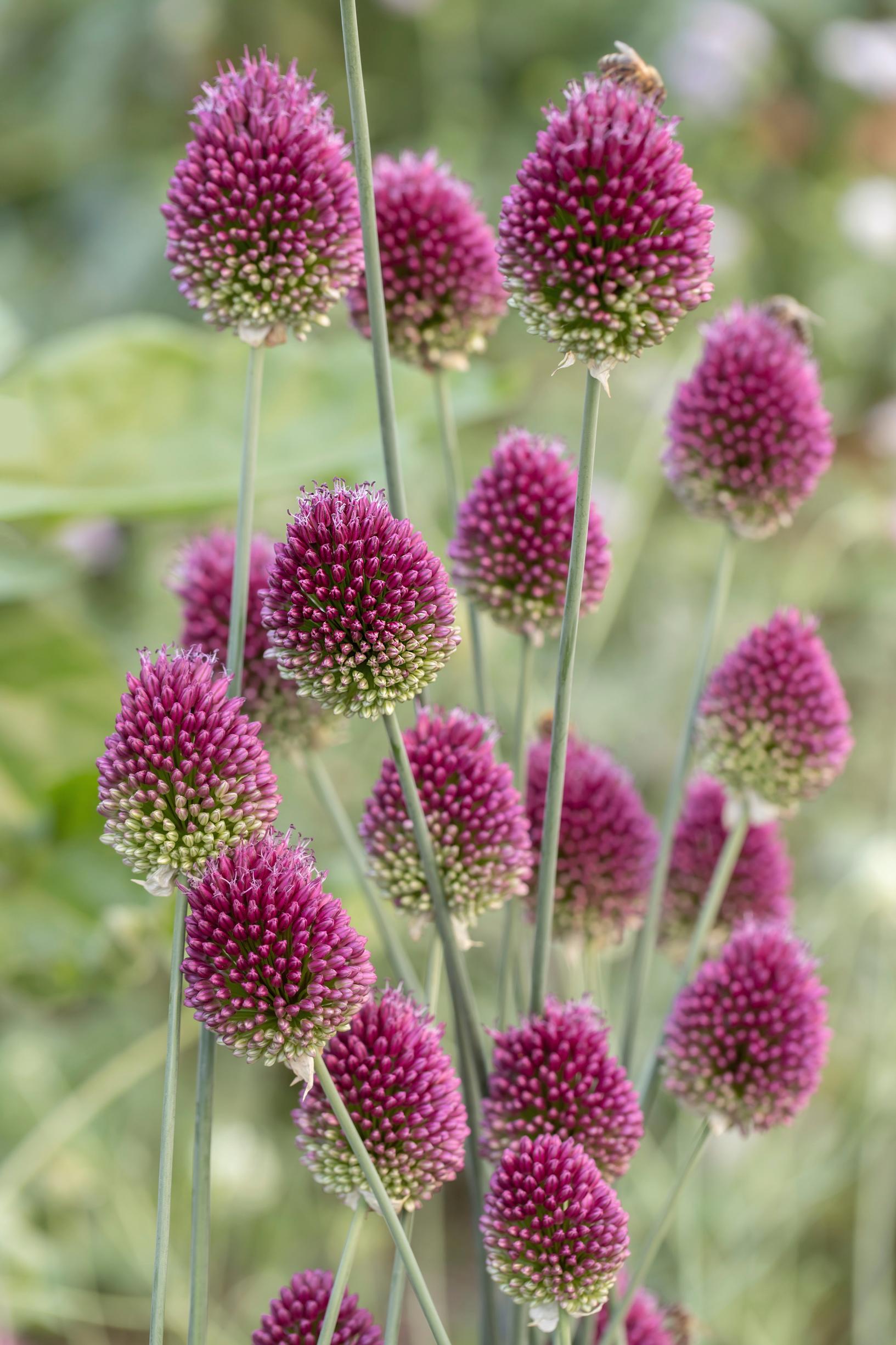 Pallerolaukka, Allium sphaerocephalon