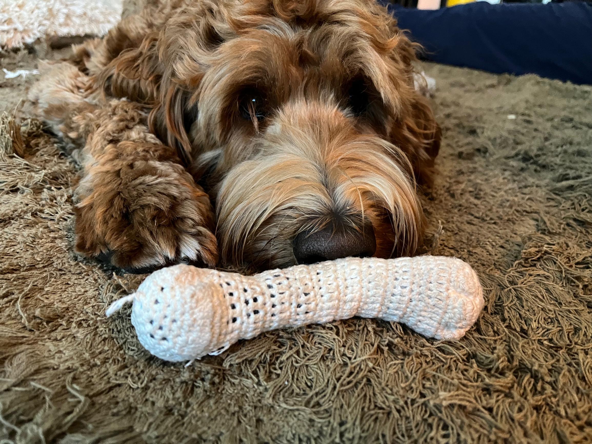 Labradoodle Aku ja valkoinen, virkattu luu.