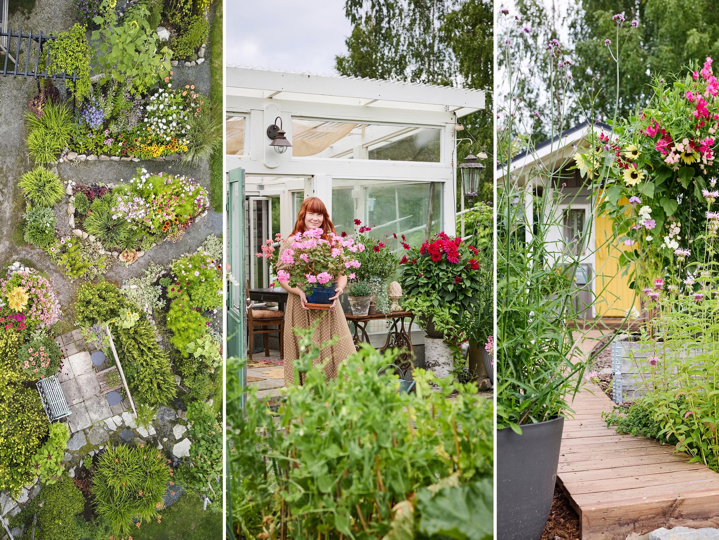  ”Halusin pihalle jotain kaunista mutta edullisesti”, sanoo Laura – näin huikea kukkapaljous syntyy pikkurahalla