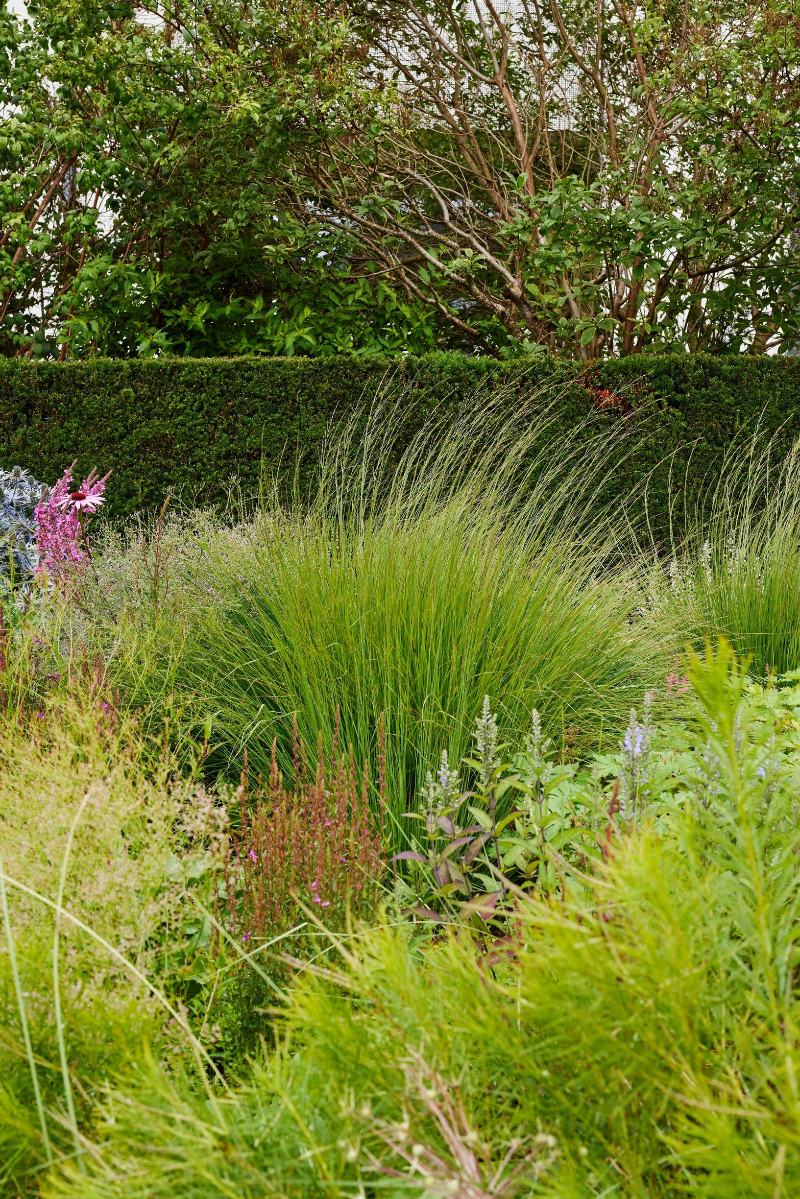 Heinät puutarhassa: koristekastikka ’Karl Foerster’.