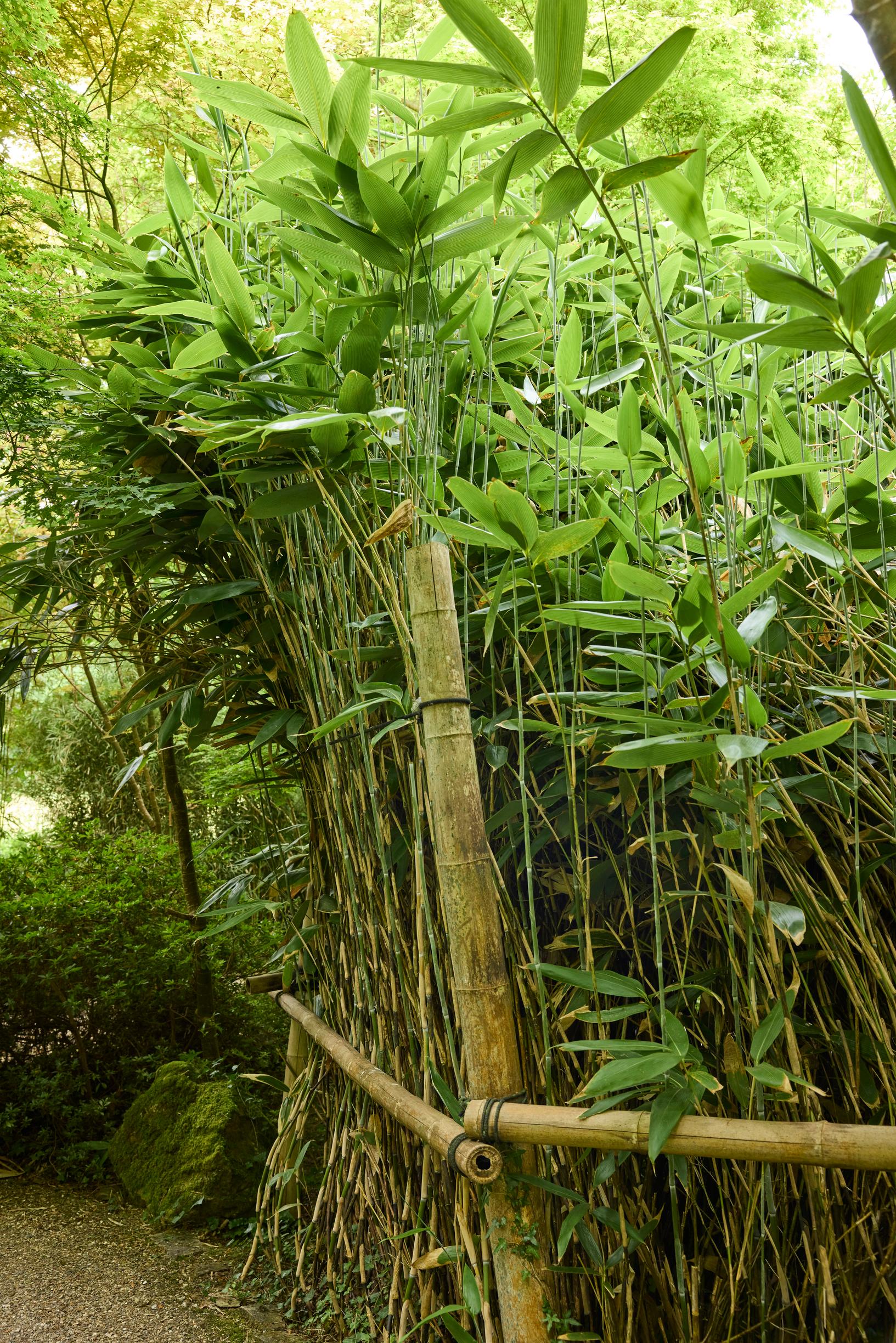 Bambu japanilaisessa puutarhassa