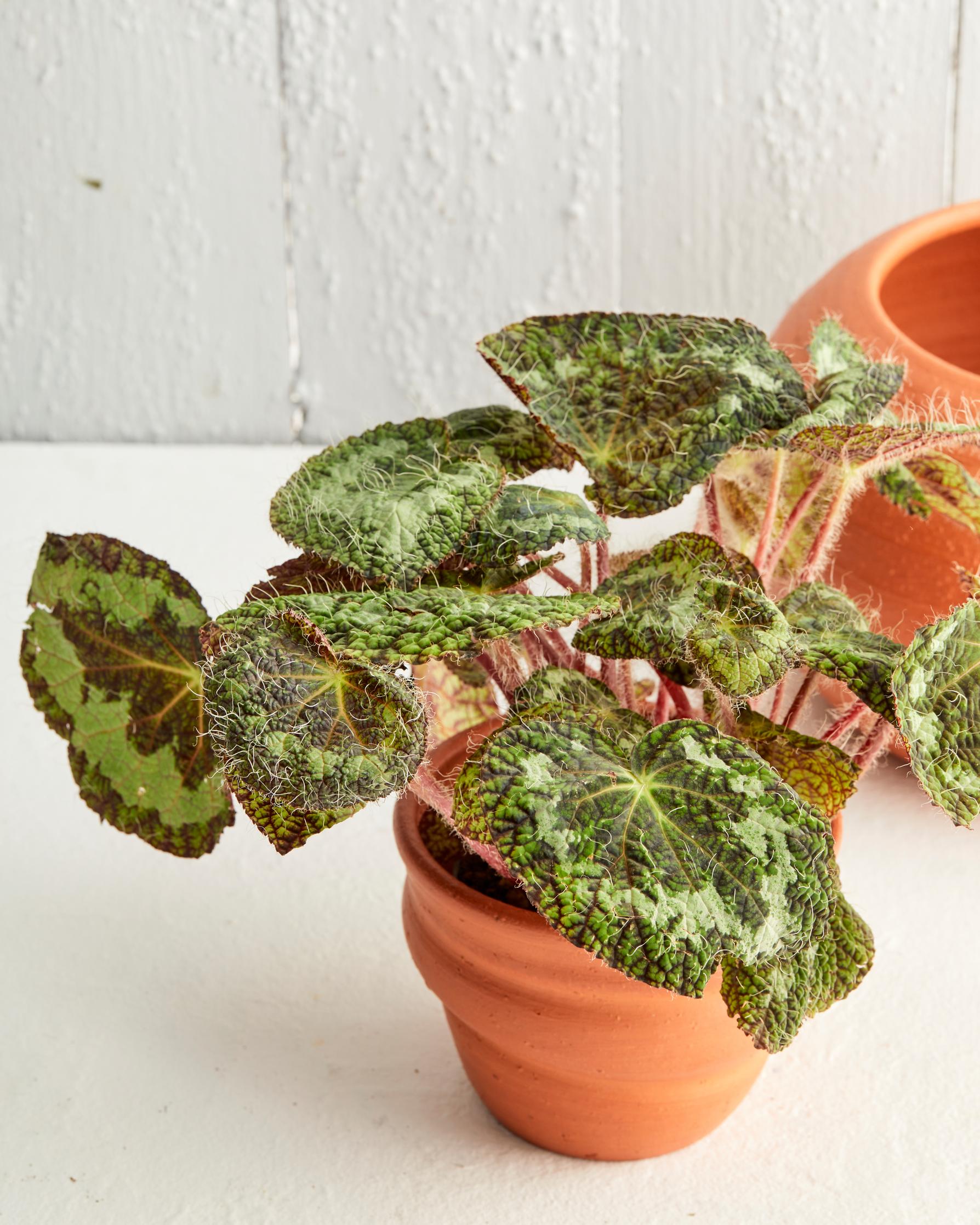 Begonia ruukussa.