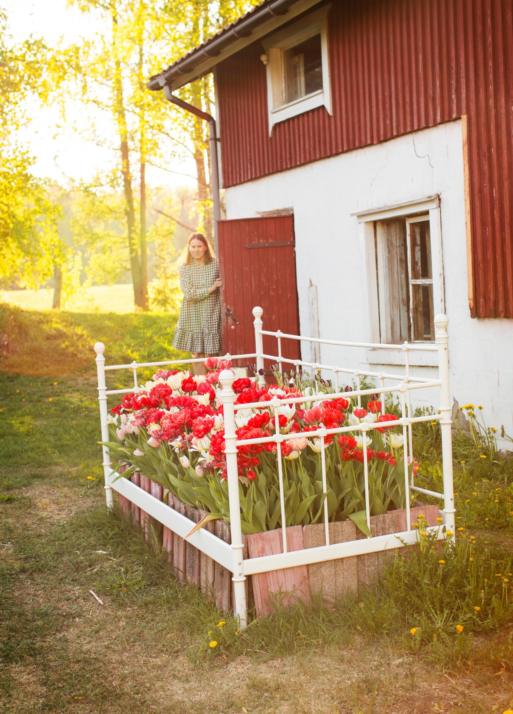 Tulppaanit kasvavat vanhassa sängynkehikossa