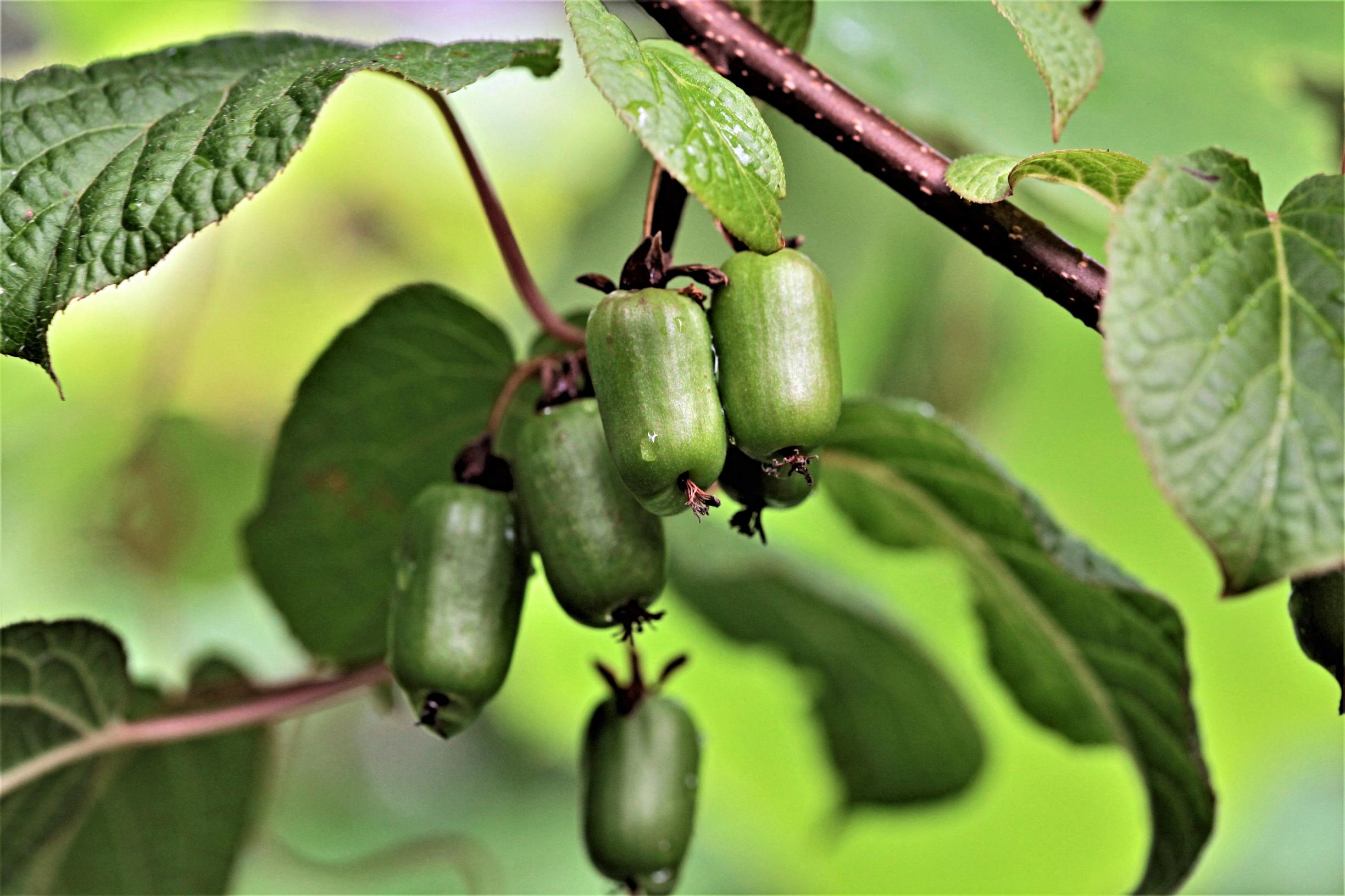 Kiinanlaikkuköynnös ’Anna’