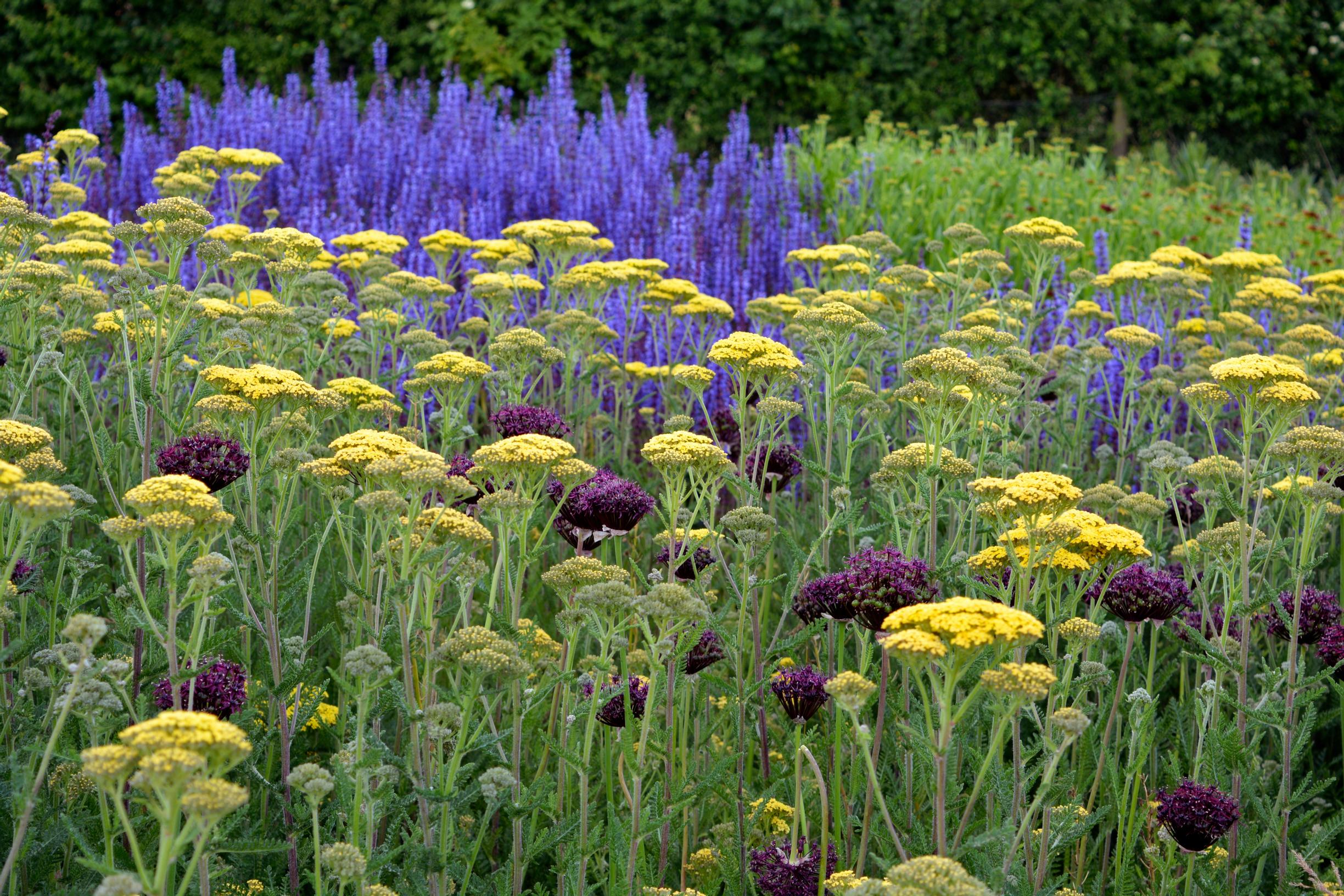 Kärsämö 'Hella Glashoff' Achillea millefolium