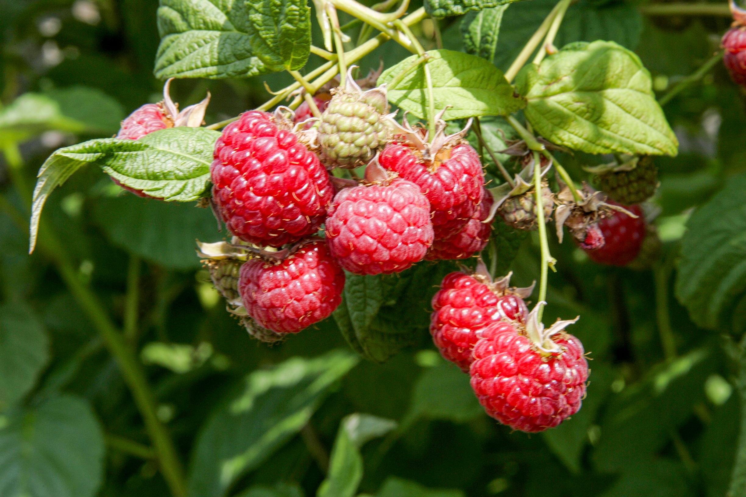 Punavadelma 'Muskoka'