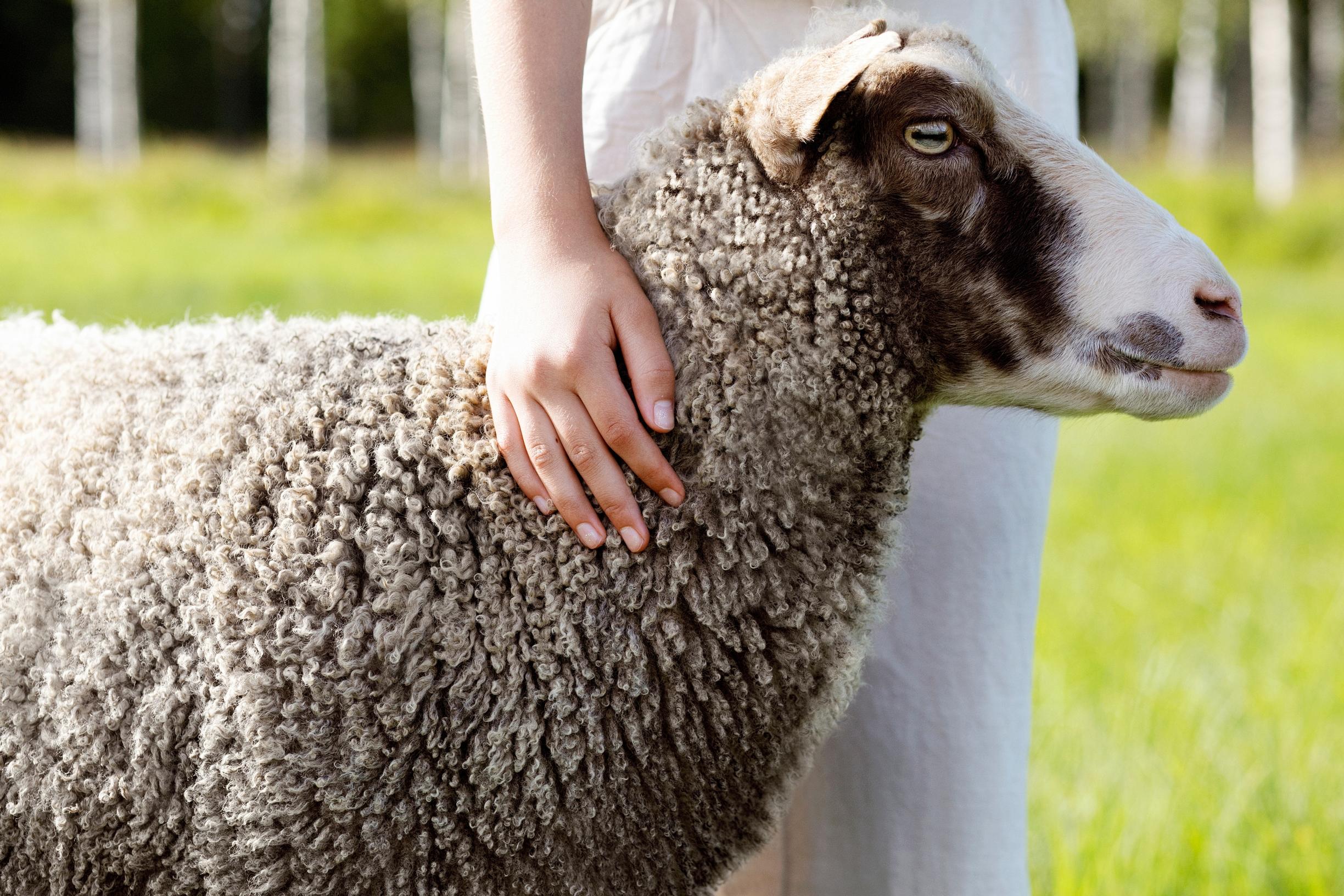 Suomenlammas ja ihminen