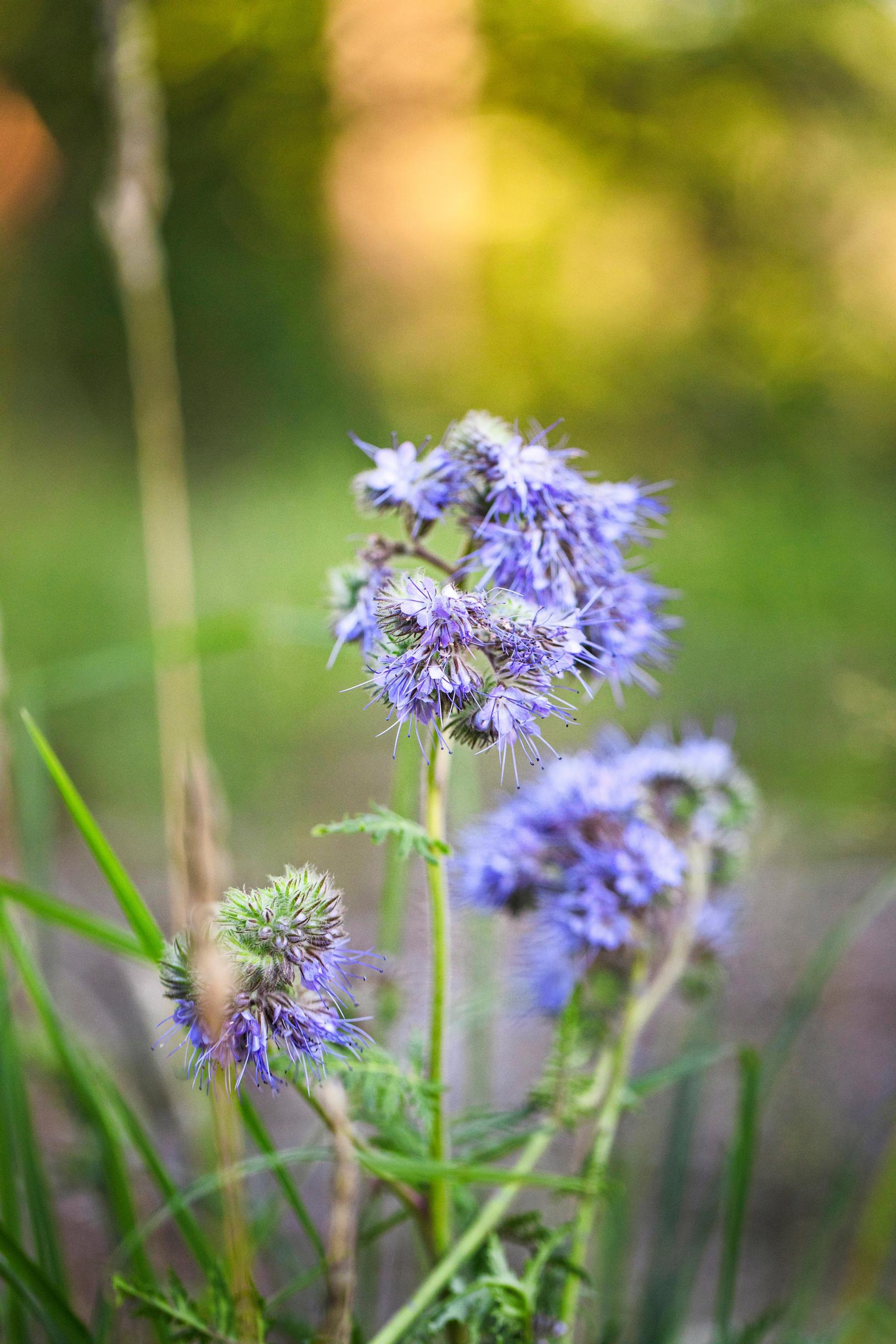 Hunajakukan väri muistuttaa laventelin violettia