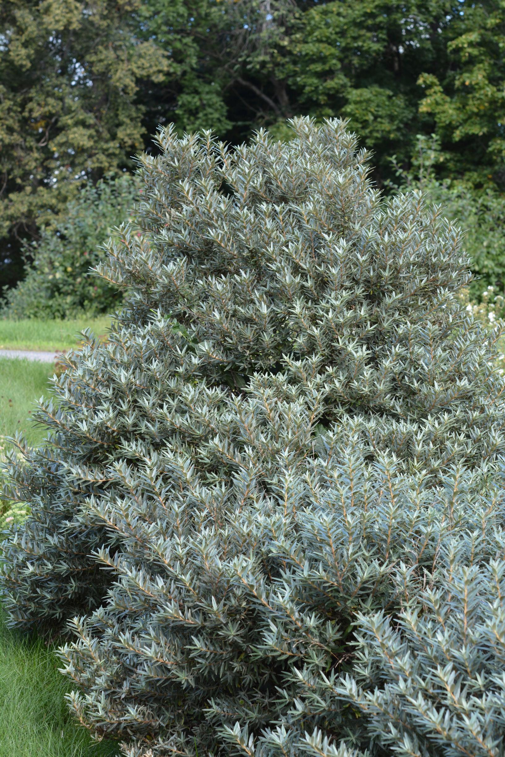 Hopeatyrni 'Hikul'