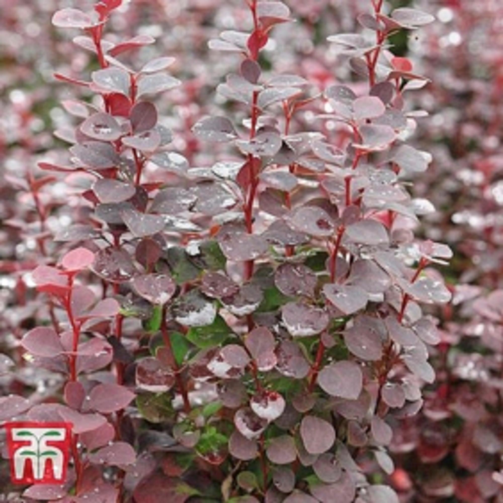 Pilarihappomarja ’Chocolate Summer’