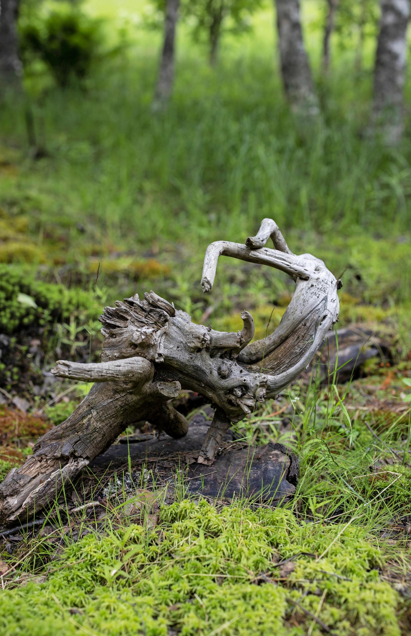 luonnonmukainen puutarha