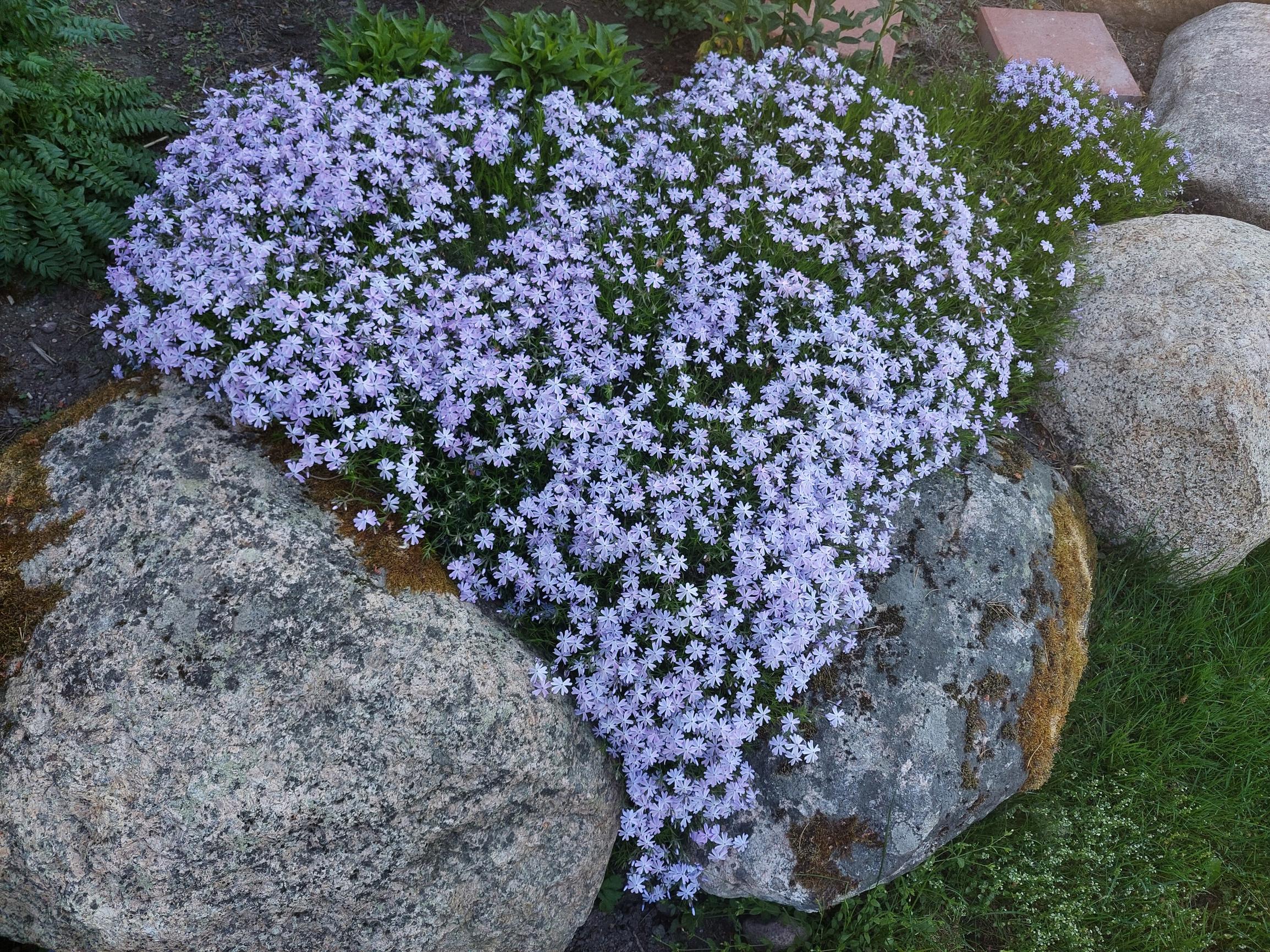 Sammalleimu sydämen muotoisena