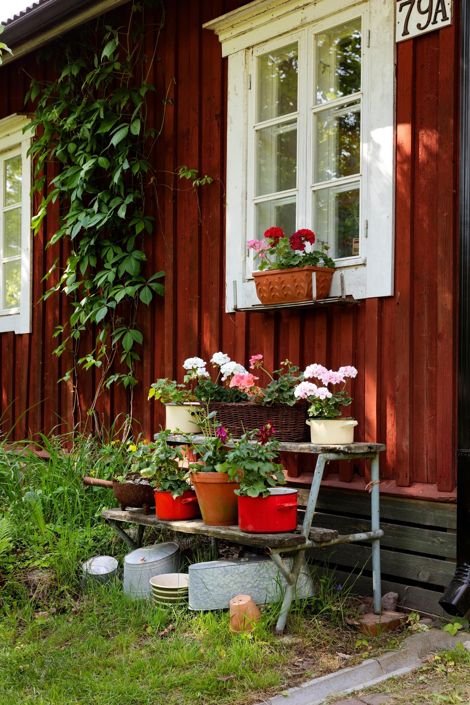 Mökin eduatlla ruukkupuutarha.