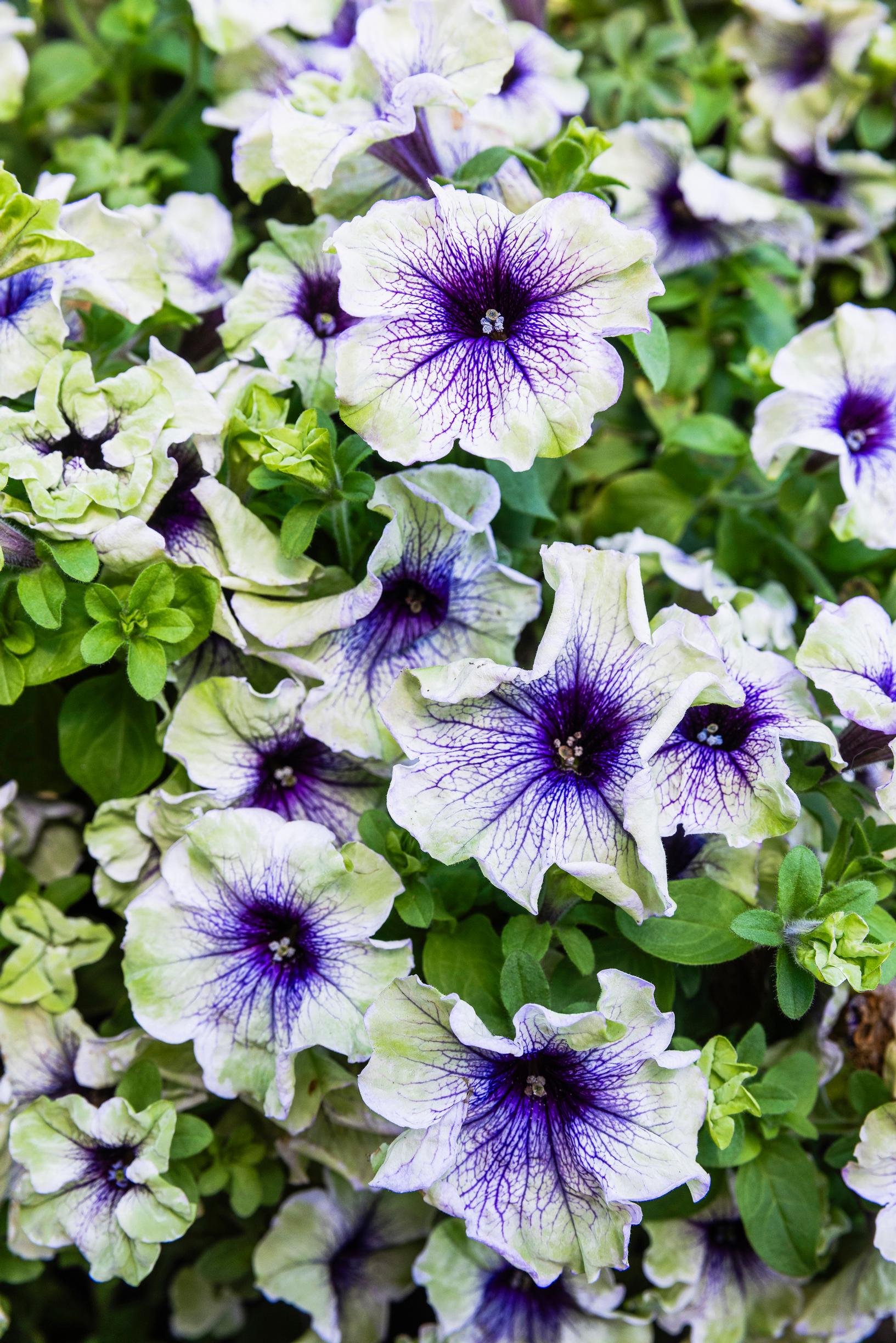 Kaksivärinen petunia