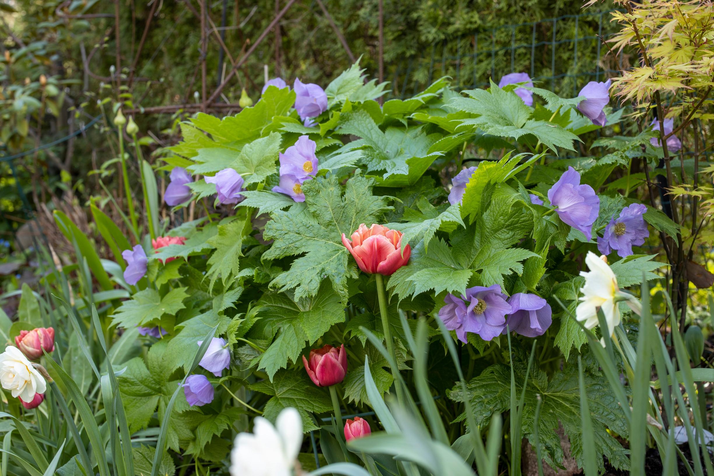 Sinikämmen arvostaa kasvurauhaa ja varjoa.