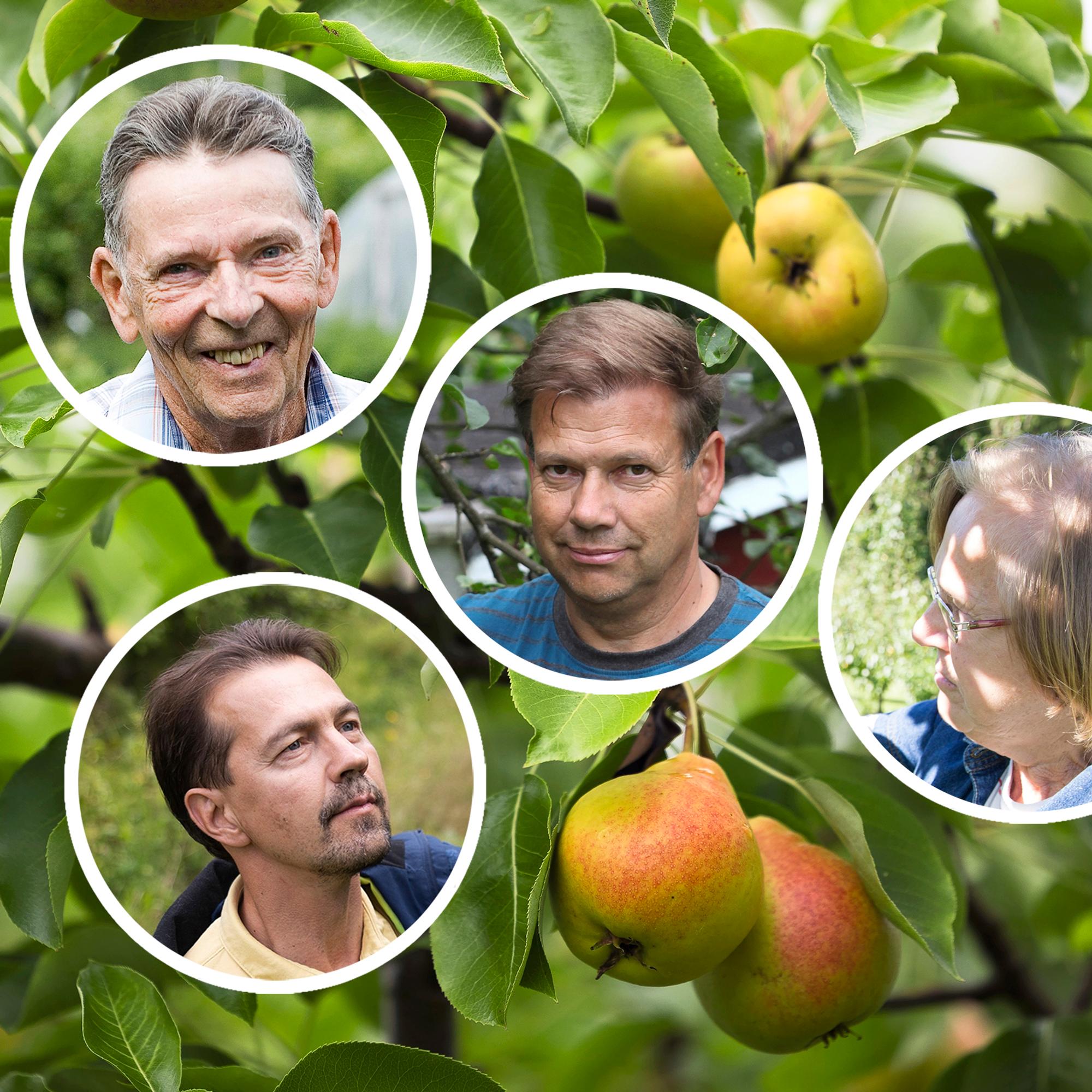 Päärynä kukoistamaan! Päärynäpuiden kasvattajat paljastavat parhaat vinkkinsä, joilla saat makoisan ja runsaan hedelmäsadon