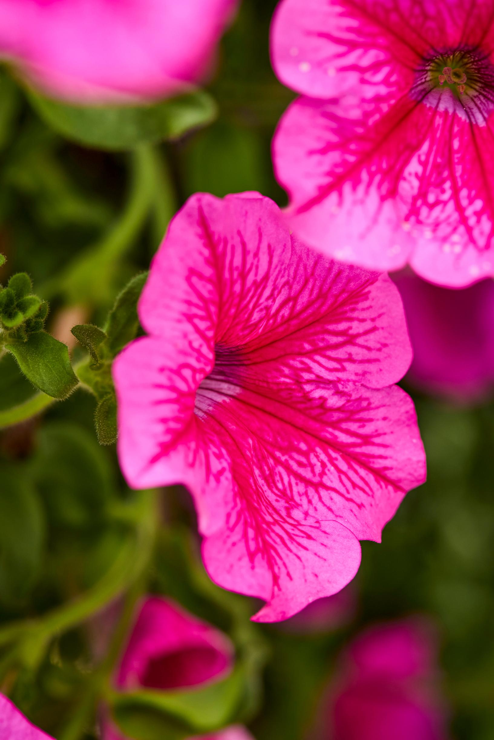 kesäkukka-amppelit: pinkki petunia.