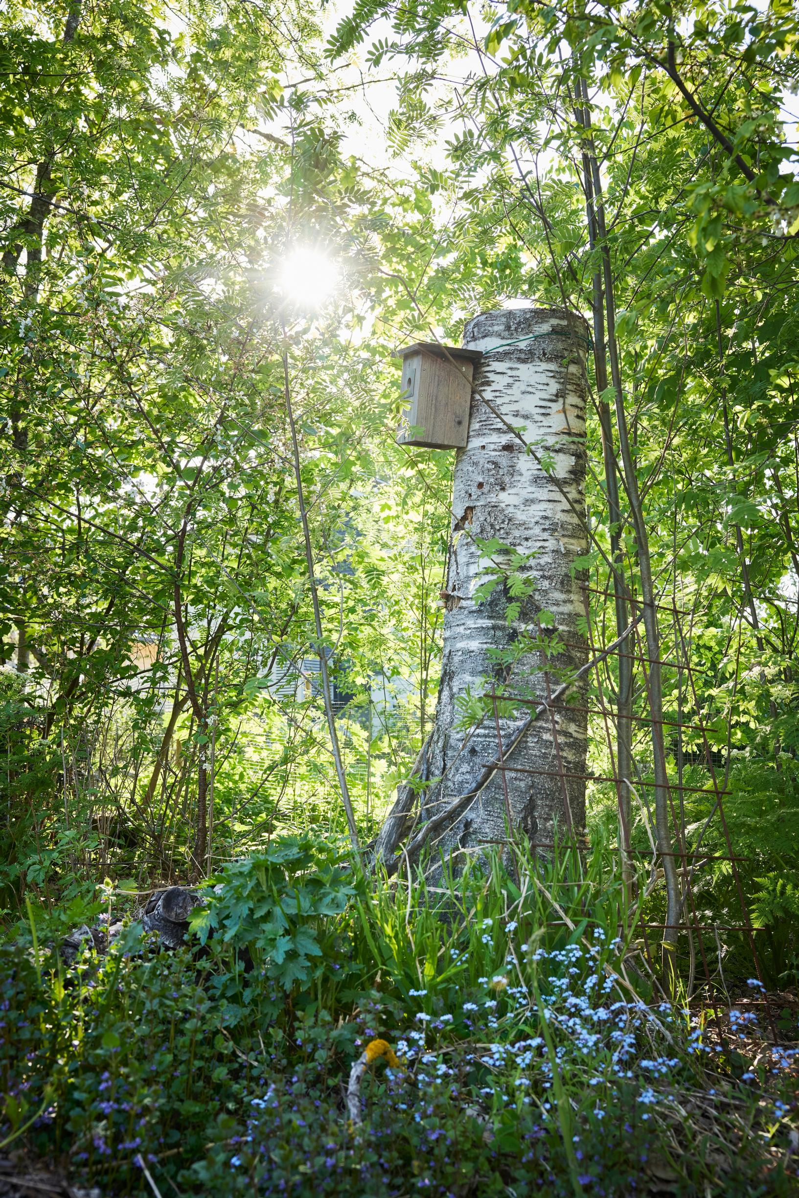 monimuotoinen puutarha, linnunpönttö