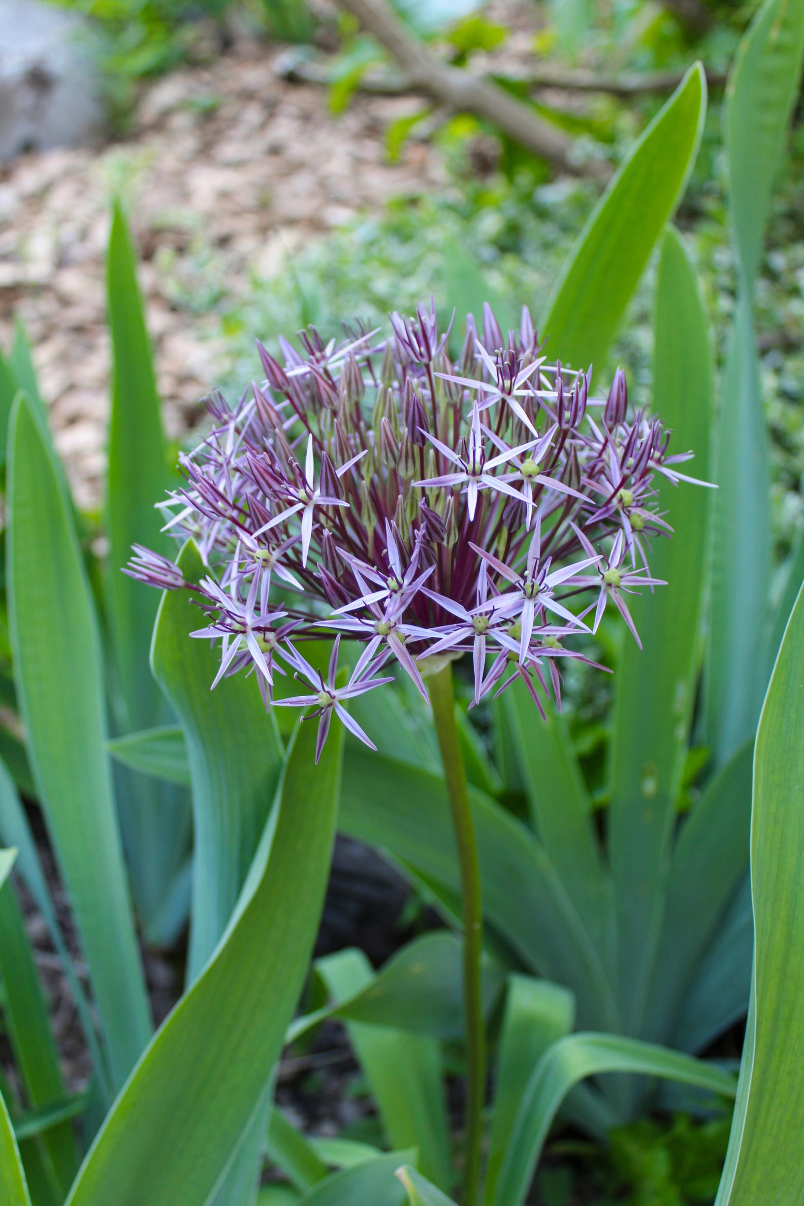 Tähtilaukka, Allium cristophii