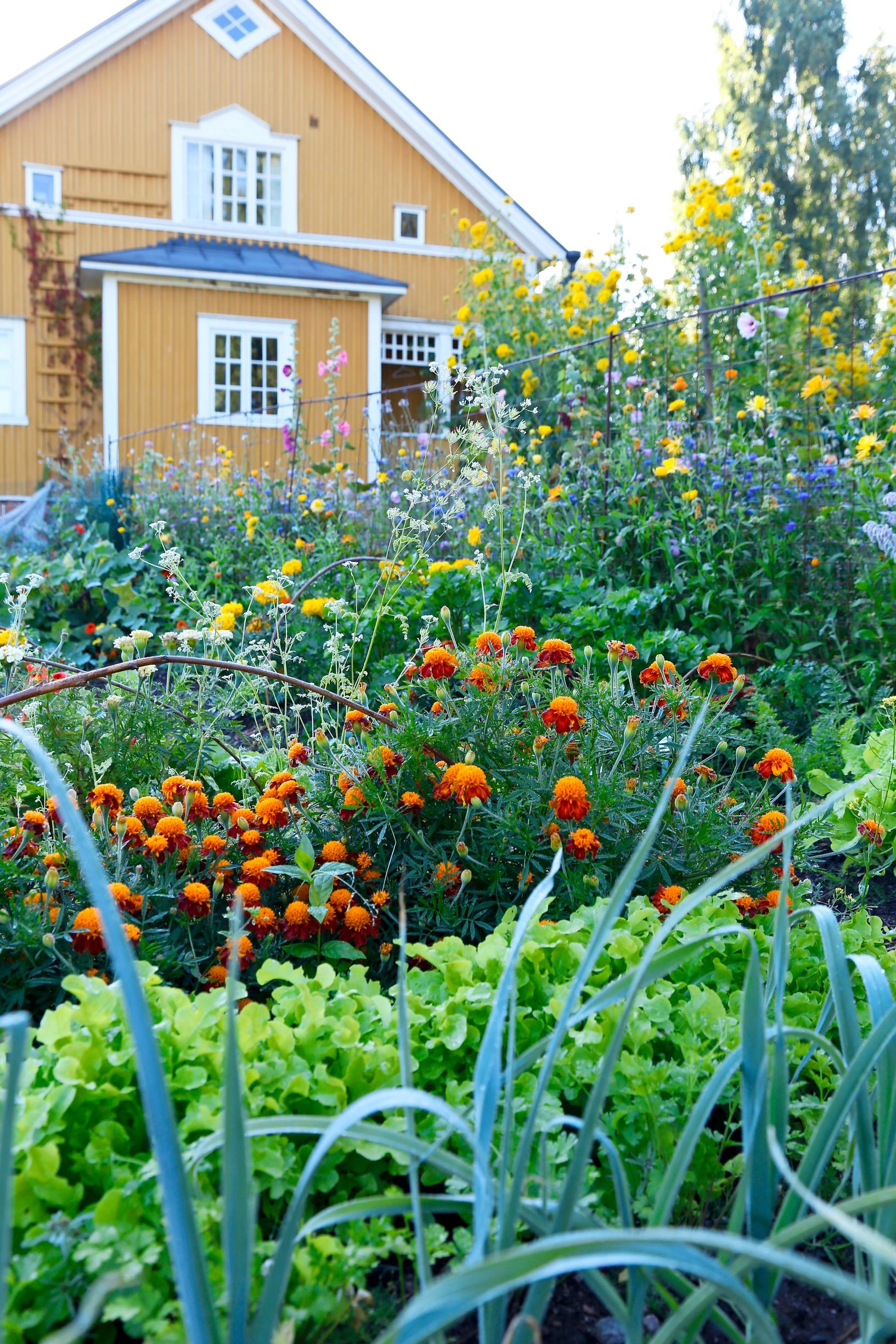 Kesäkukat puutarhassa, potager