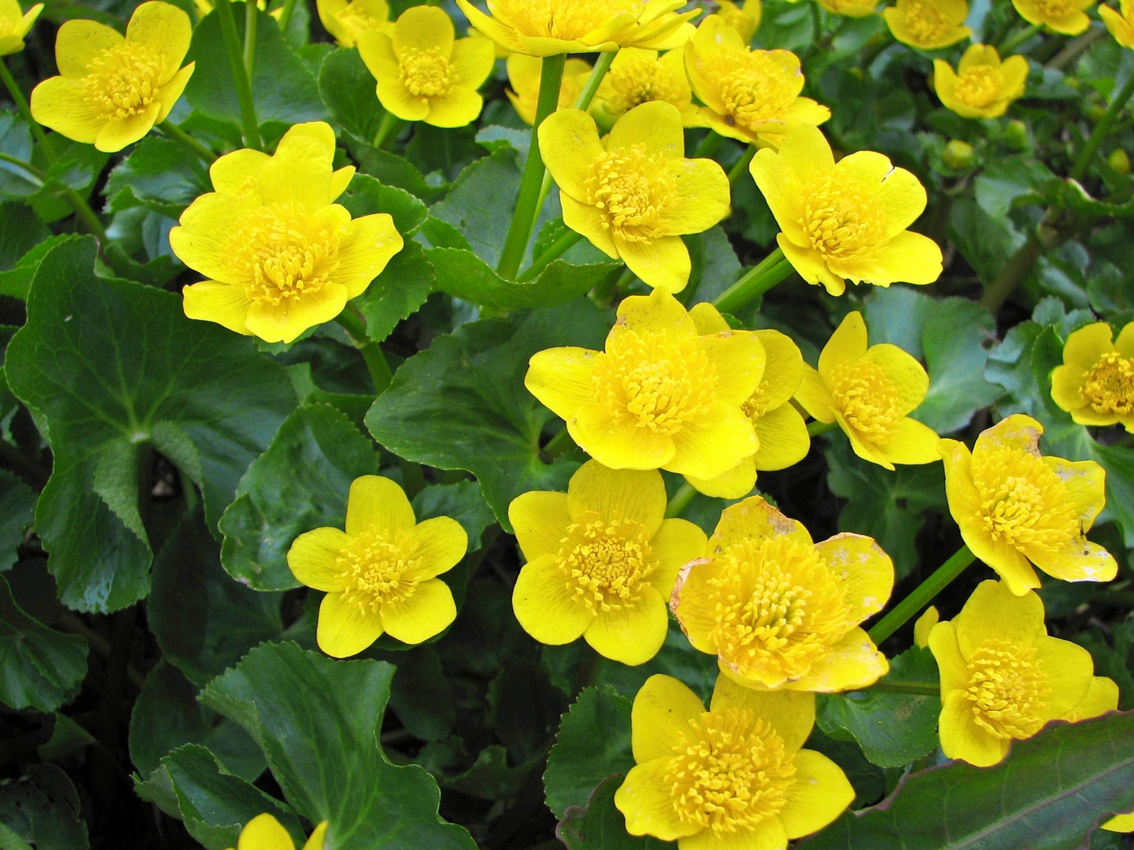 Rentukka Caltha palustris