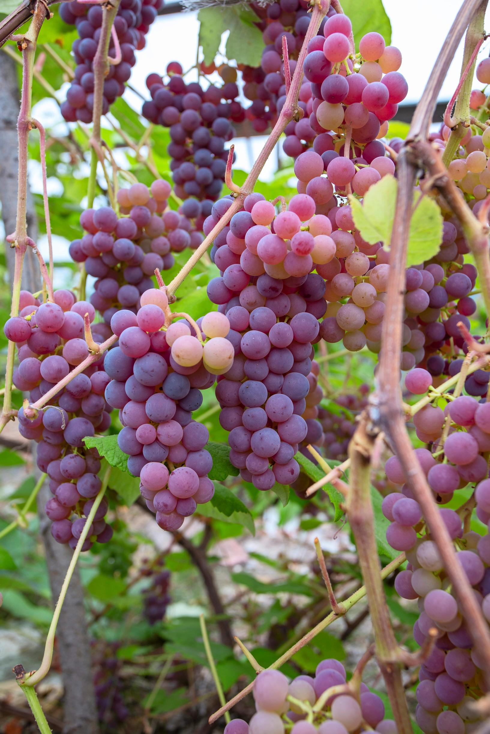 Punertava 'Swenson Red' -lajike Helenan viinitarhassa