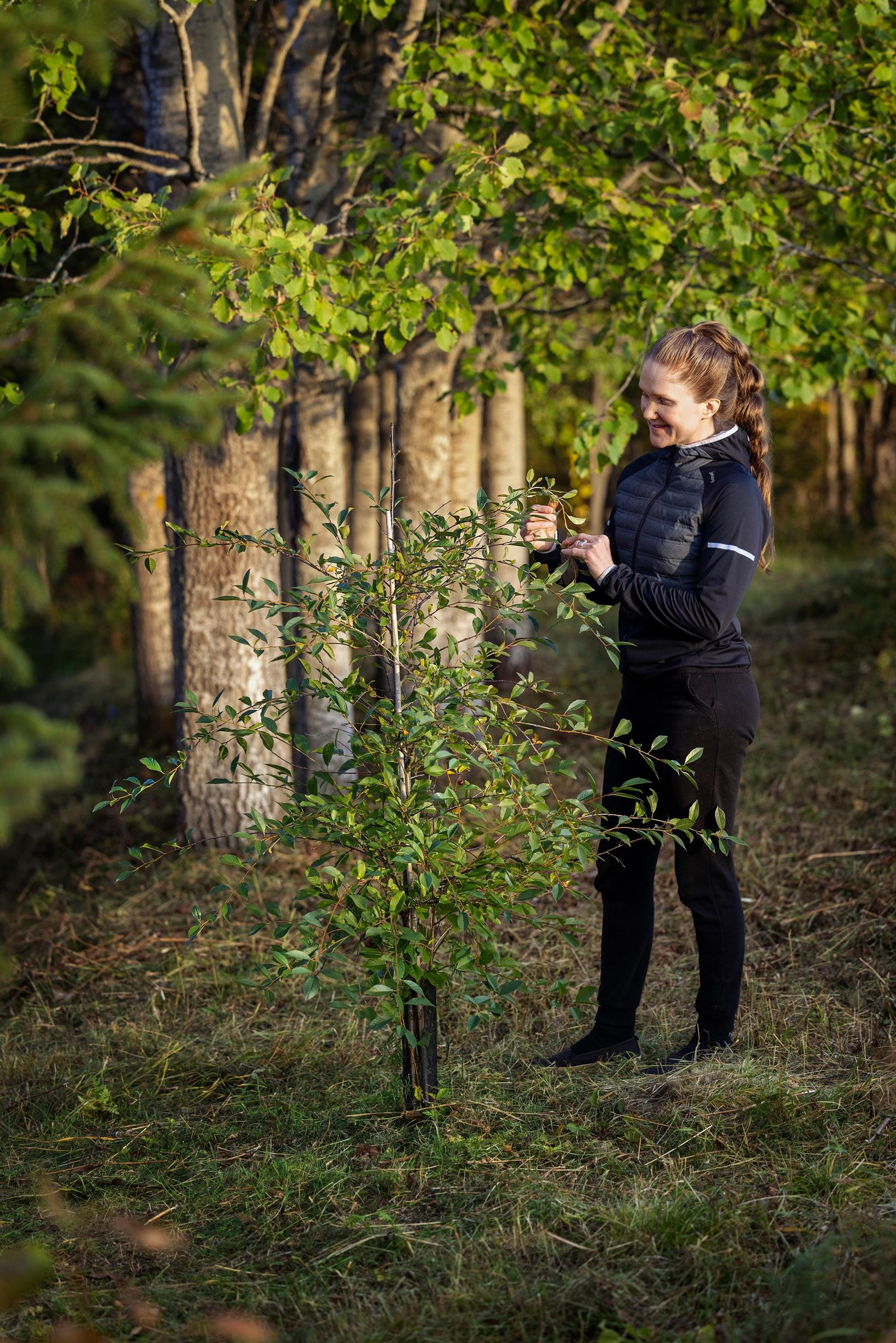 Viivi Takalan pensaskirsikka ’Shedraja’ tuottaa satoa.