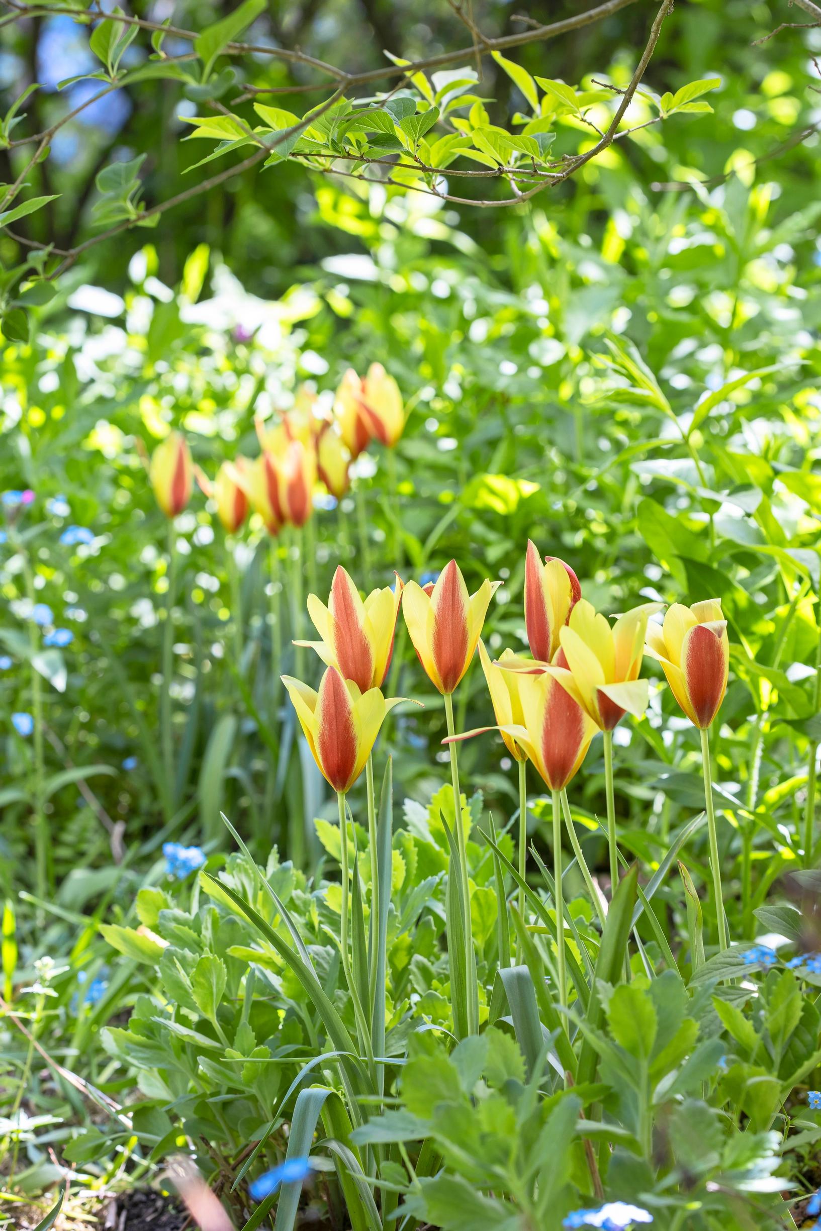 kultatulppaani (Tulipa stellata var. chrysantha)