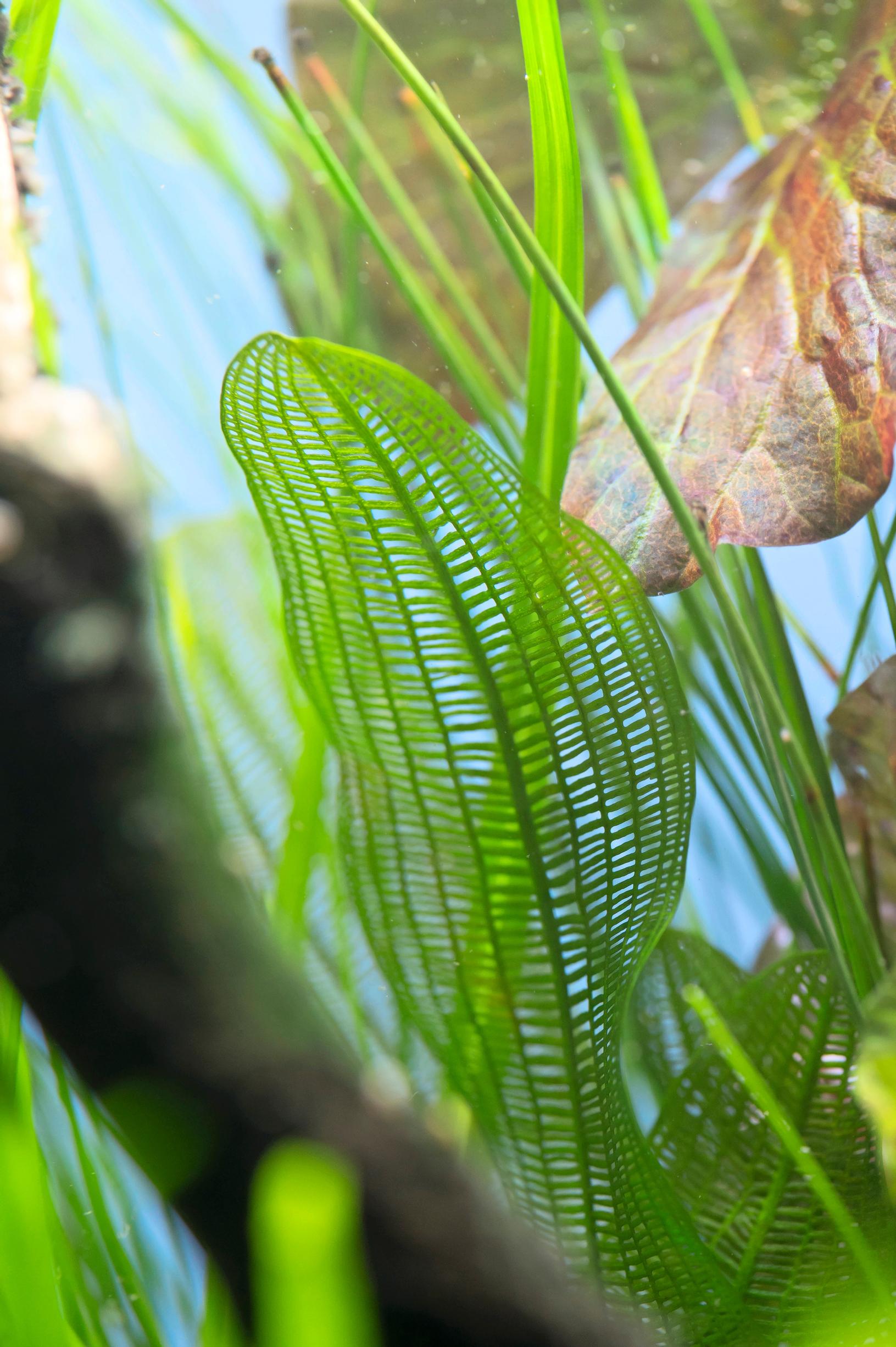 Verkkolehti Aponogeton madagascariensis