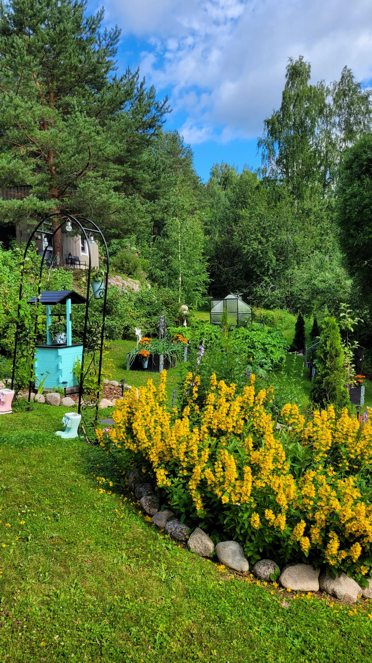 Marjutin puutarha täydessä kukoistuksessaan.