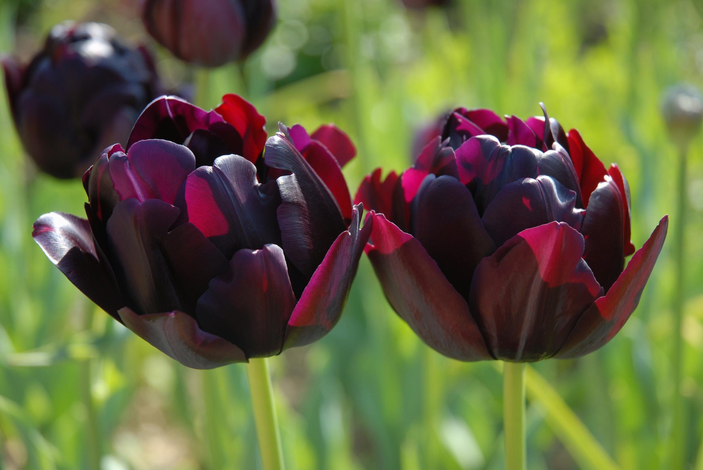 'Black Hero' -tulppaani