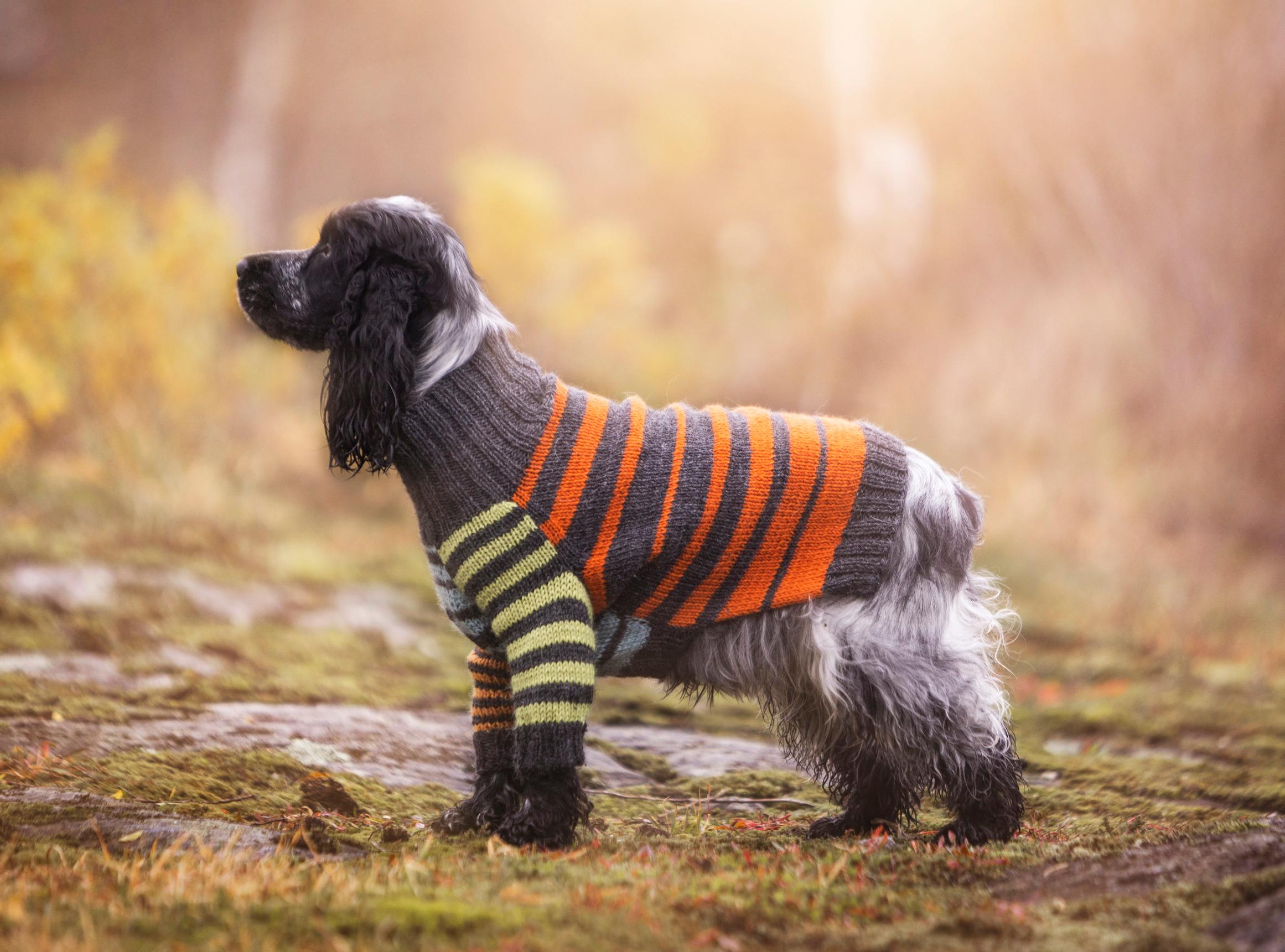 Villapaita koiralle sivusta