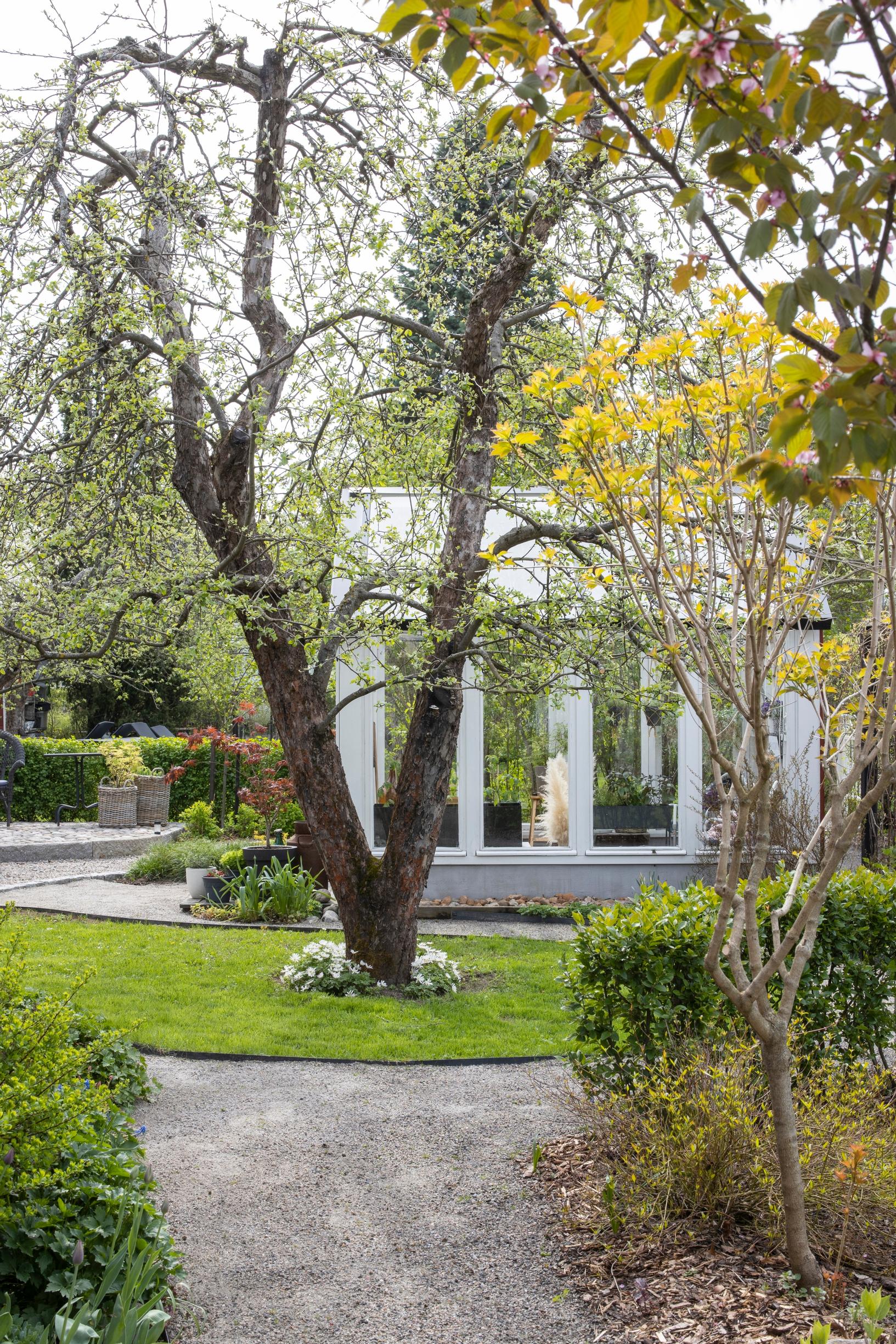 Omenapuu ja kasvihuone