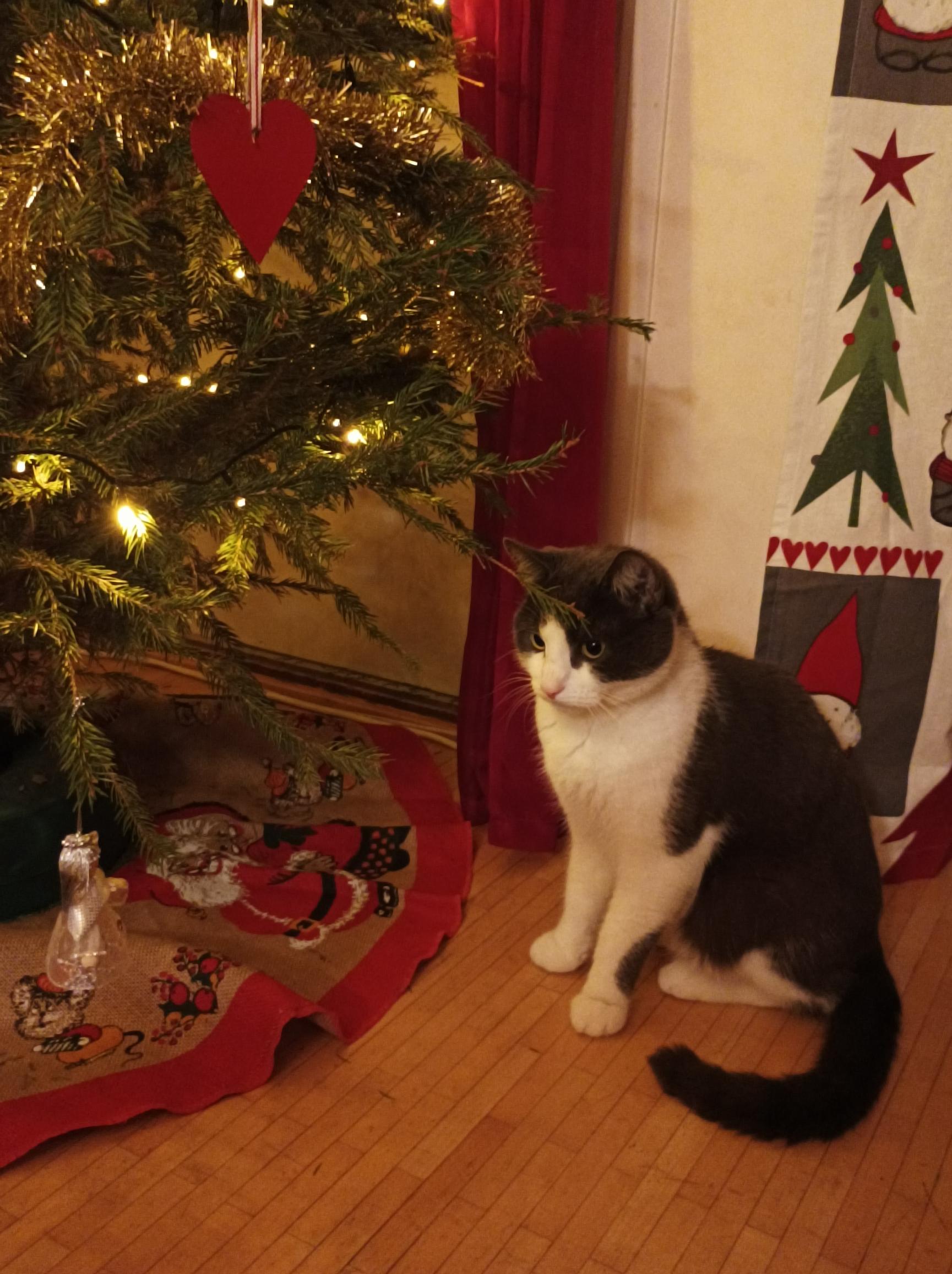 kissa istuu joulukuusen juurella